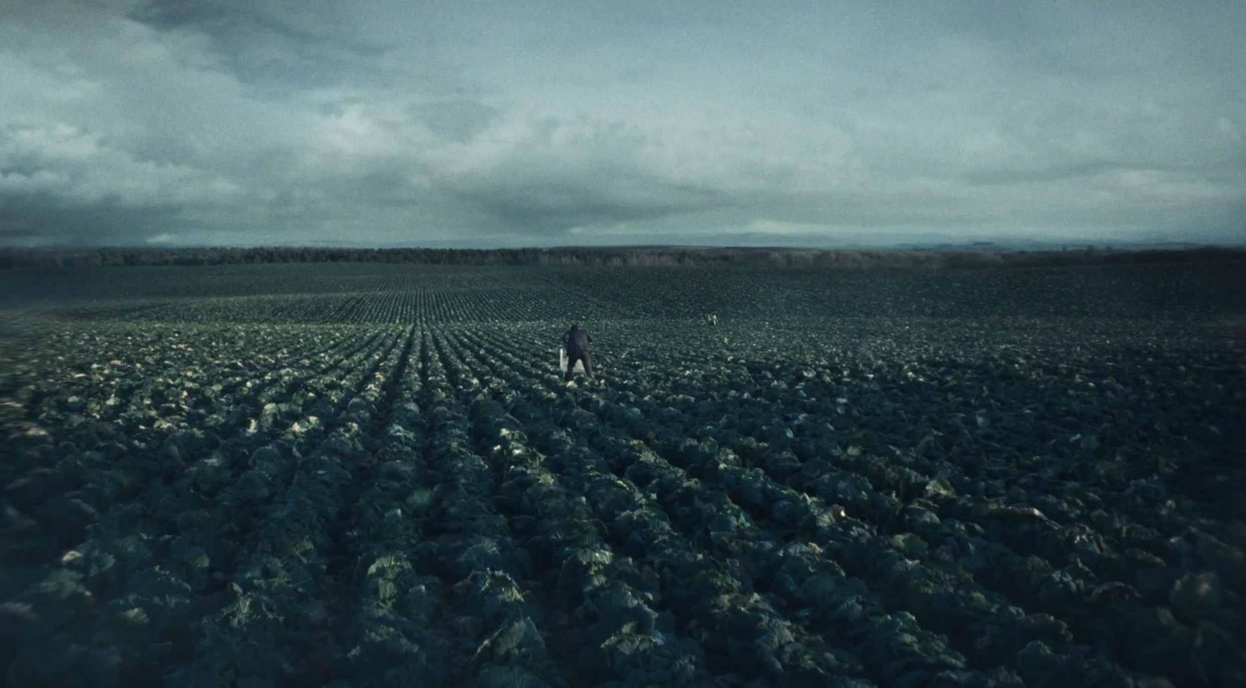 MORRISONS VEG | NICK BALL
