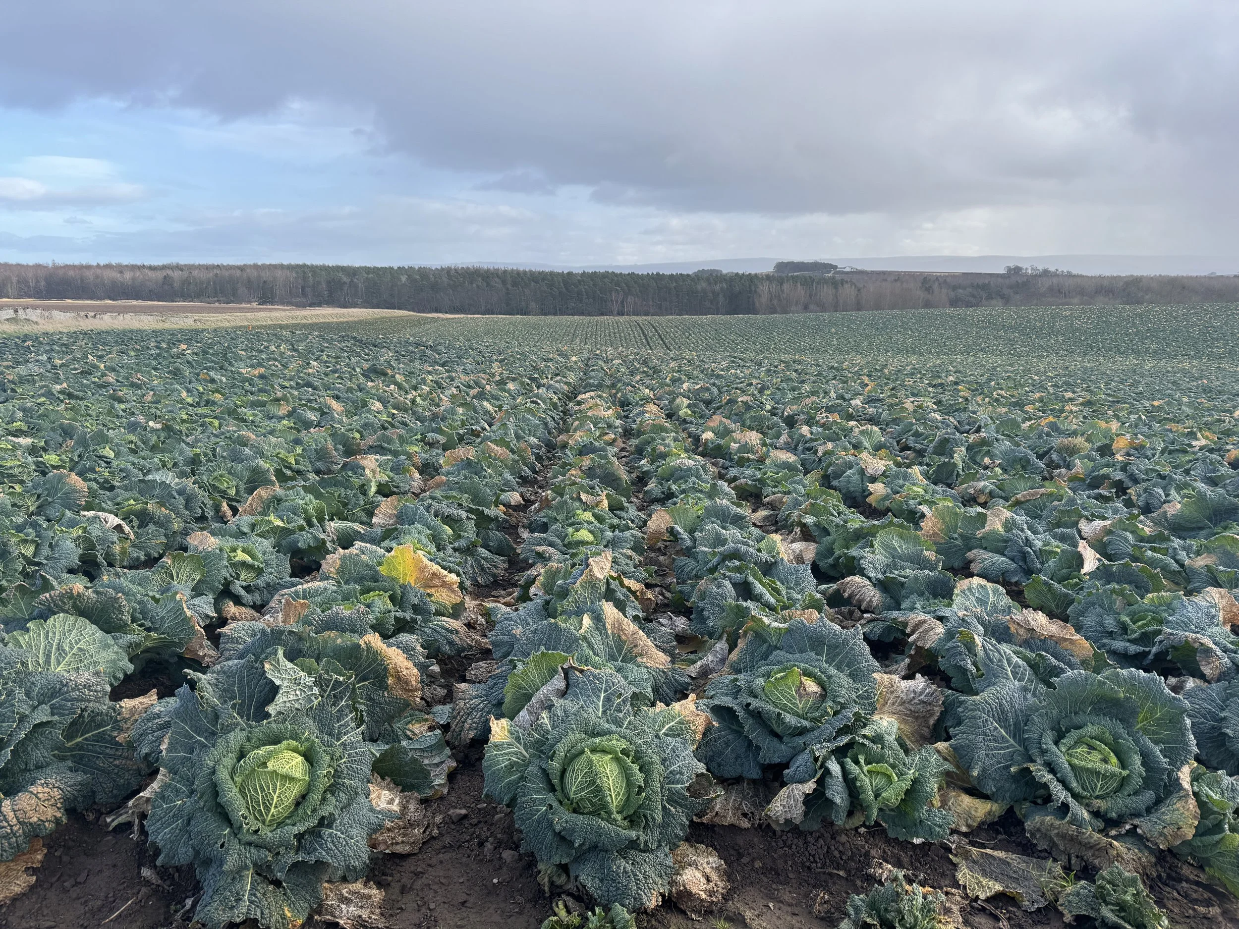 Before we cleaned up the crops