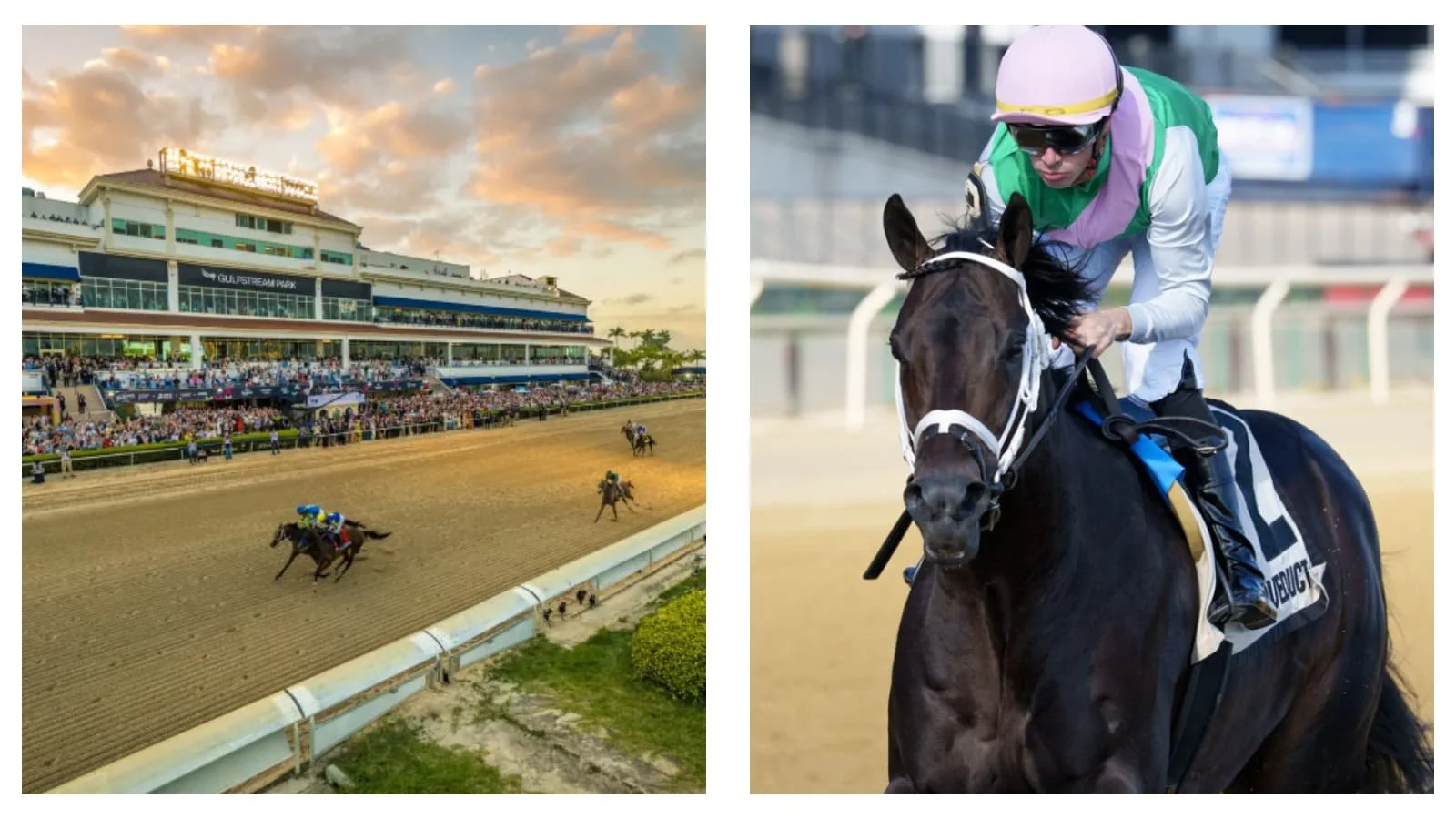 Gulfstream Park horse racing tips: Disco Time in the Pegasus World Cup on Saturday, January 24