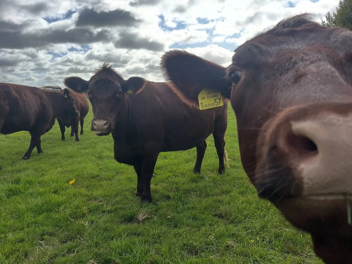 Morning photobomb from Natilie

#suffolk #essex #stourvalley #farming #conservation #naturefriendlyfarming #cattle #redpoll