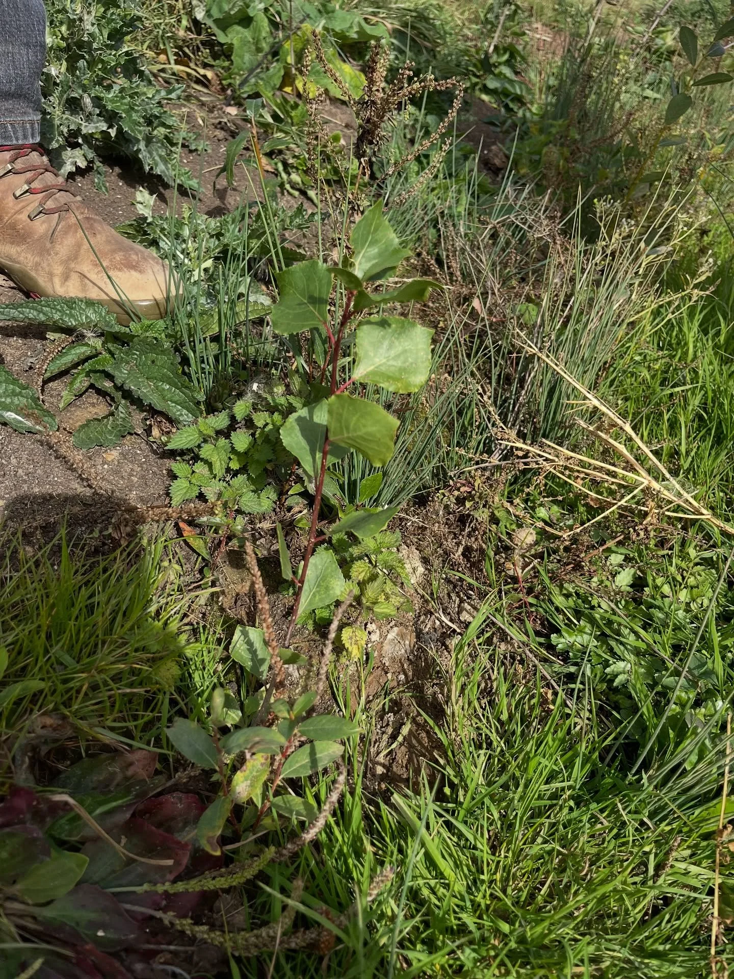 Serious number of poplar saplings coming up along the newly reinstated ditch! We have black poplars and hybrid poplars in the vicinity so I&rsquo;ve been left with a range of questions, like: 

- Are they black poplars?

- Are they from seed?

- Am I
