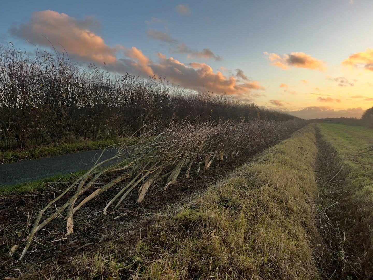 Hedging in the right direction!

#stourvalley #farming #conservation #hedgelaying #naturefriendlyfarming