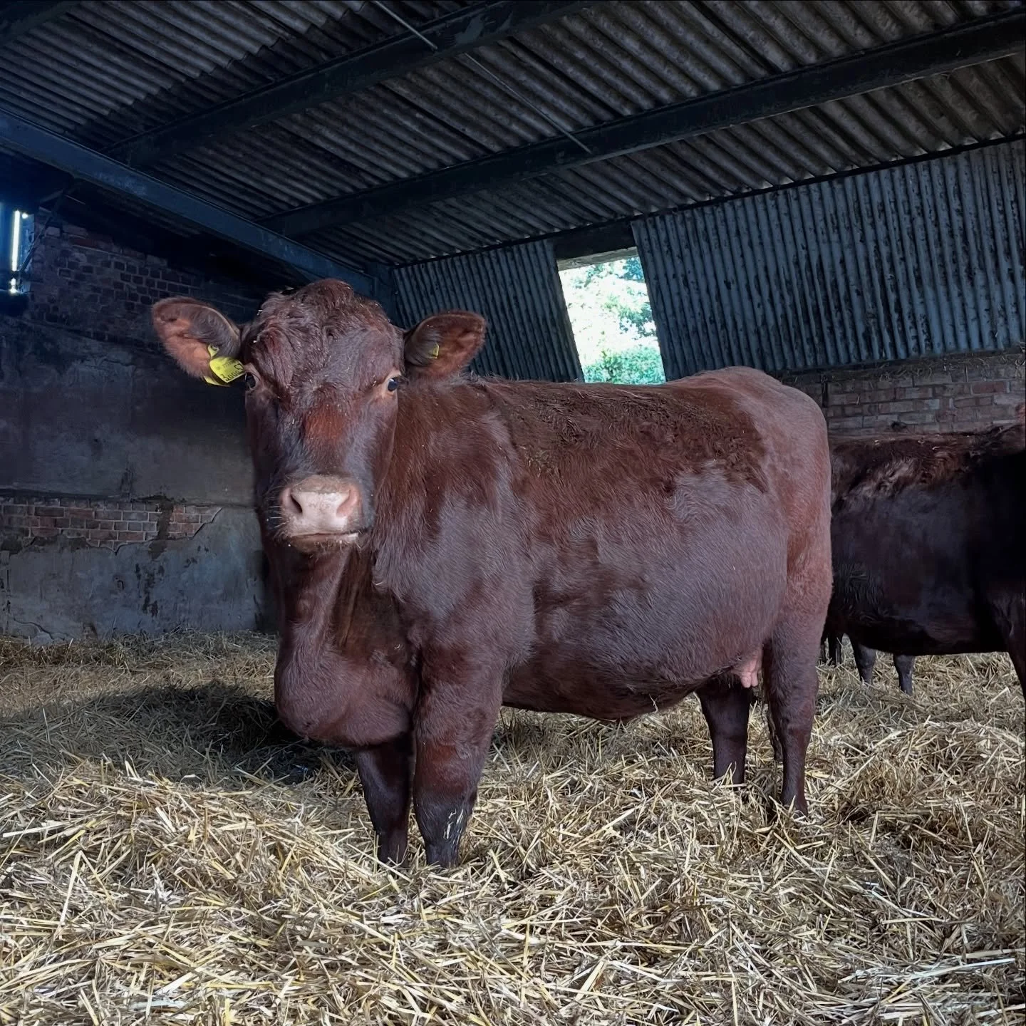 This is Natilie, and it looks like she&rsquo;ll be the first of my Red Polls to calve&hellip;I don&rsquo;t think we&rsquo;ll be waiting much longer! 😬

#suffolk #farming #cattle #redpoll