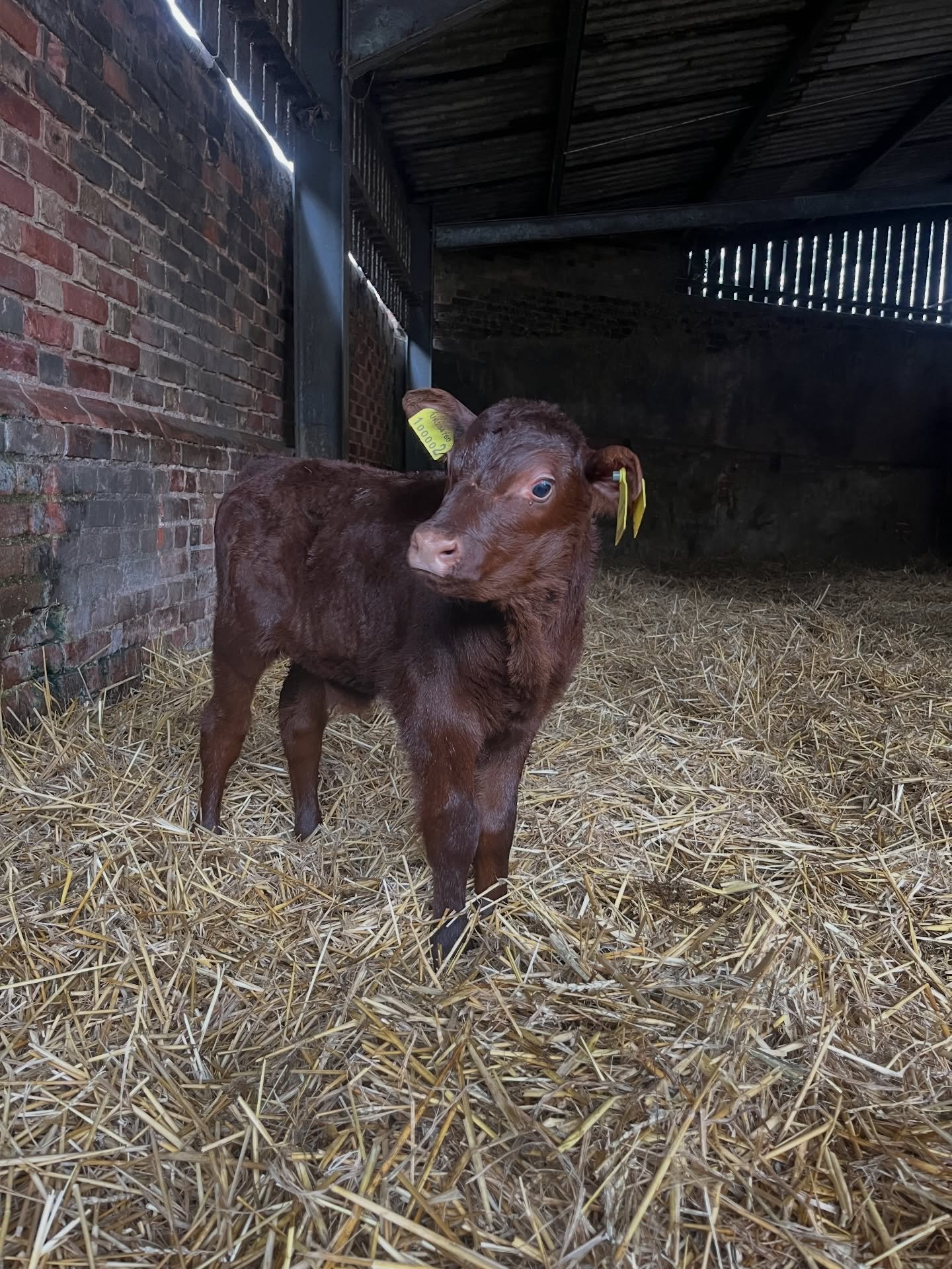 As the third calf has been fairly demanding, I&rsquo;ve neglected to introduce the second of this year&rsquo;s calves: this is Acer, a bull calf born to Belsar Nancy.

He&rsquo;s just over a week old and a bit of a unit already, and him and Arty tear
