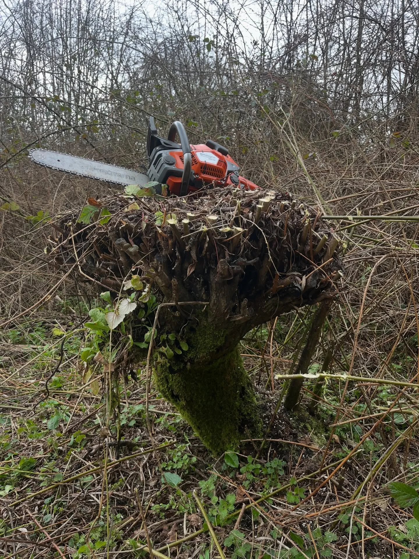 Absolutely love the character of some of these old willow stools, they&rsquo;re like habitats within habitats.

The plants growing on them (and other plants for that matter) are called epiphytes, which are basically plants that grow on other plants.