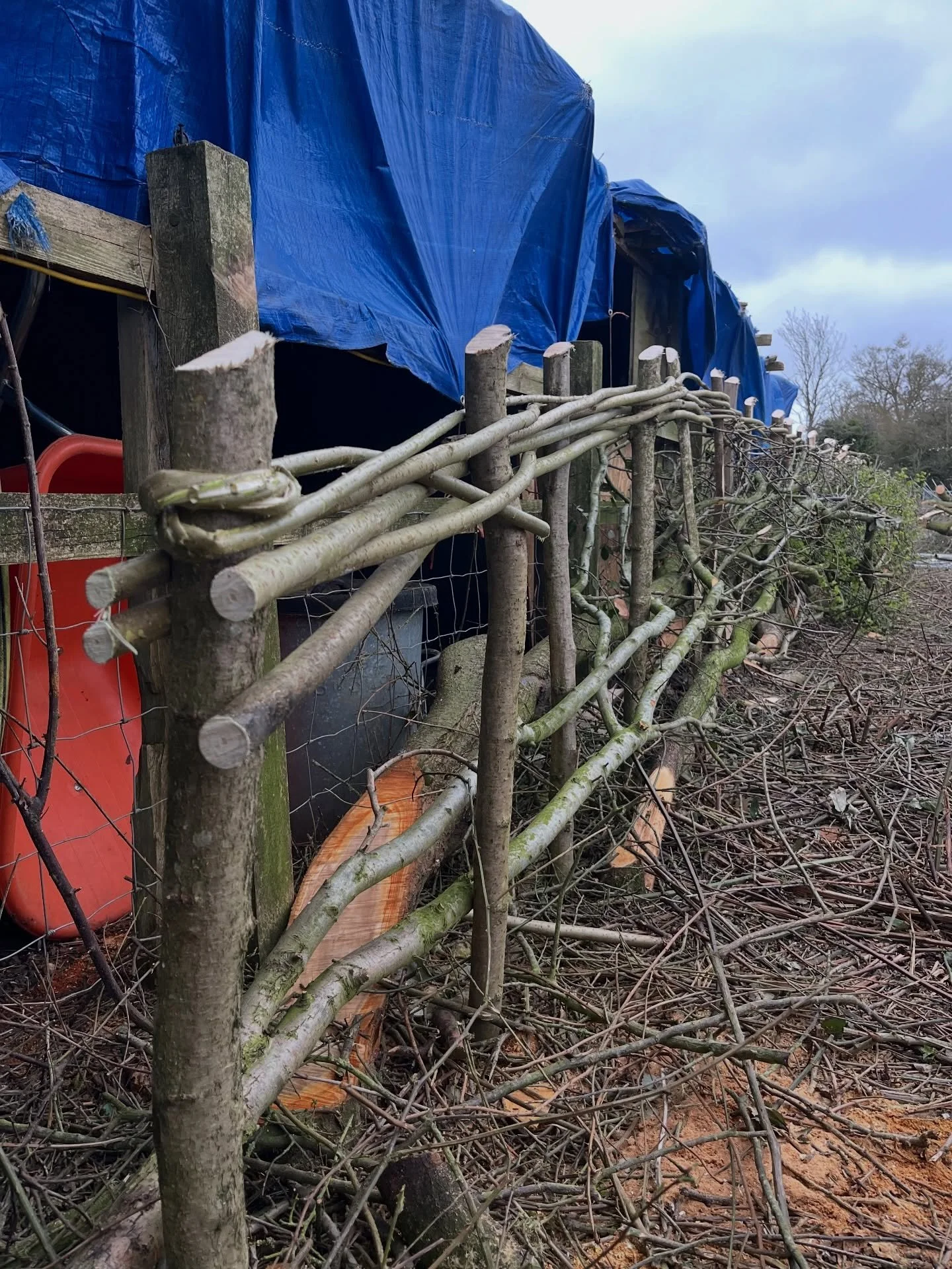 Finished the last hedge of the season today - bit of a challenge given the size and field maple-y-ness of it but that&rsquo;s all part of the fun! I&rsquo;m very pleased with the end result and it yielded some decent firewood too.

It&rsquo;s a South