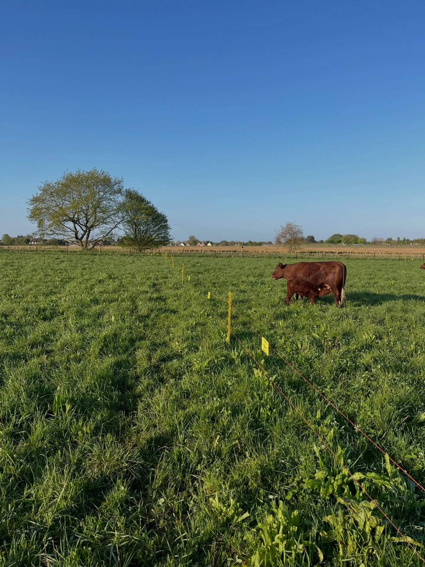 You can see how much grass we&rsquo;re leaving behind here. Given how increasingly dry and hot it&rsquo;s getting, I think the more we can leave behind to protect the soil surface and feed soil biology the better. I&rsquo;m hoping it&rsquo;ll mean we