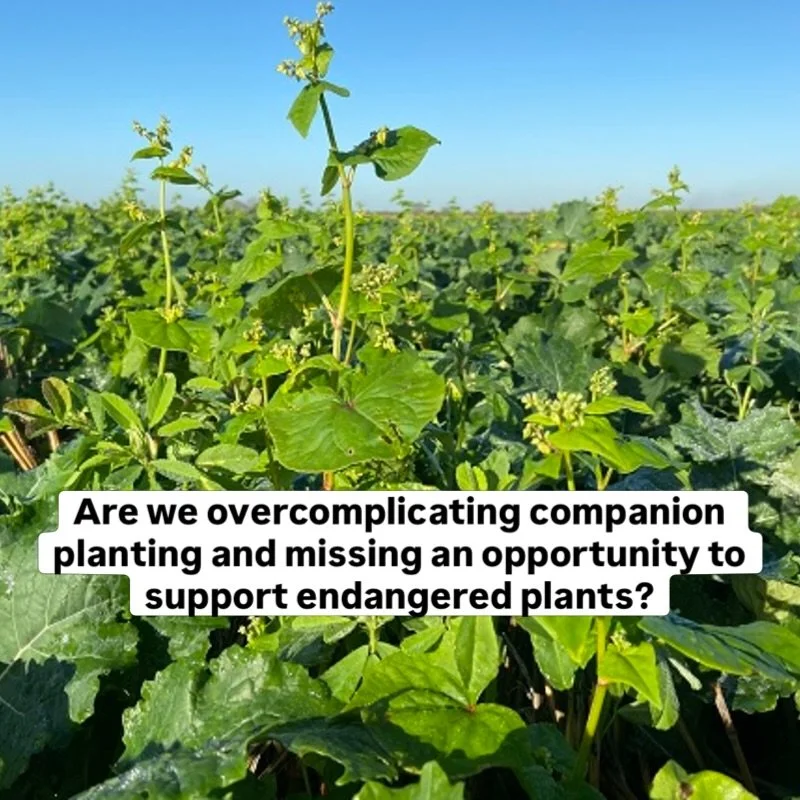 Anyone game for some threatened-arable-weed-companion-planting trials?

@nffnuk 
@soilassociation 
@cotswoldseeds 
@realfarmed 
@emorsgateseeds 
@wildfarmed 
@swtwildfarms 
@plantlife.loveplants