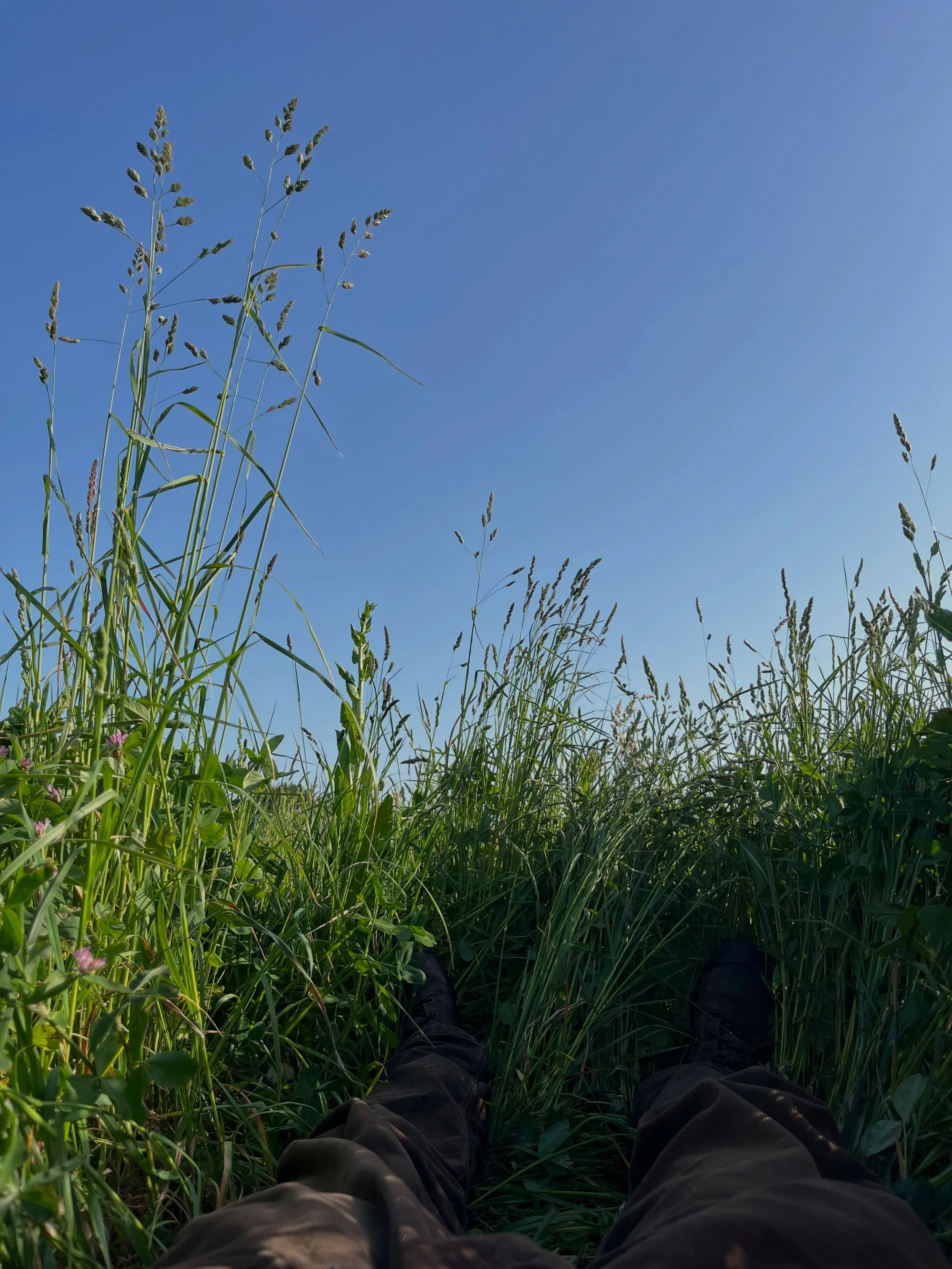 Herbal lay: how I chill out after a busy Lavenham Farmers Market