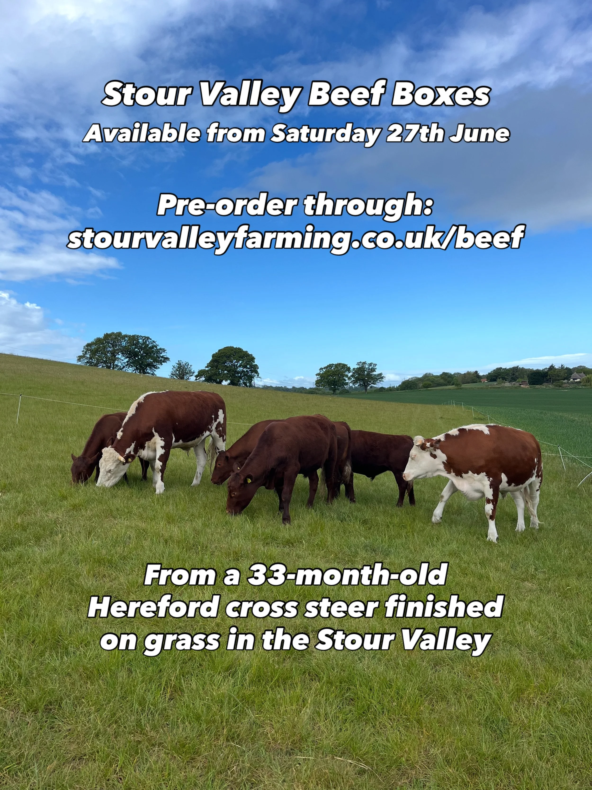 More Stour Valley beef boxes arriving at the end of this month! This time from a 33-month-old Hereford cross steer finished on grass and fed exclusively from the Stour Valley for the couple of years that I&rsquo;ve had him.

He graded really well at 