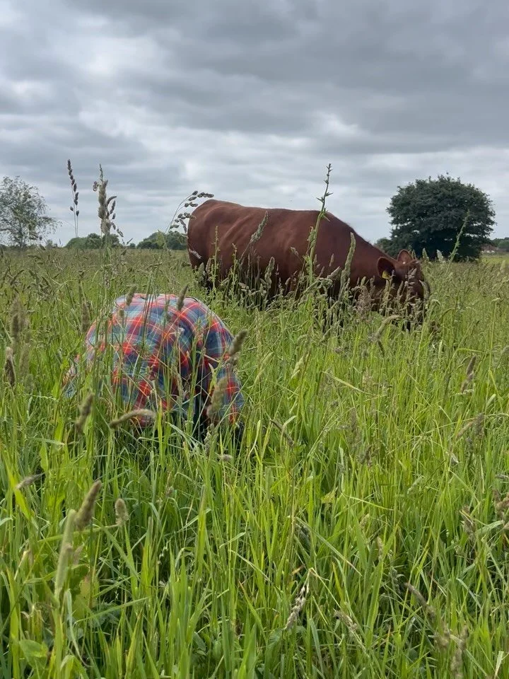 I was very glad to welcome @matthewjohnharrison and Izzy to Newton last weekend to capture some footage of the Red Polls moving between paddocks and grazing, with a bit of electric fencing and a lively cow pat in between.

He&rsquo;s making a film ab
