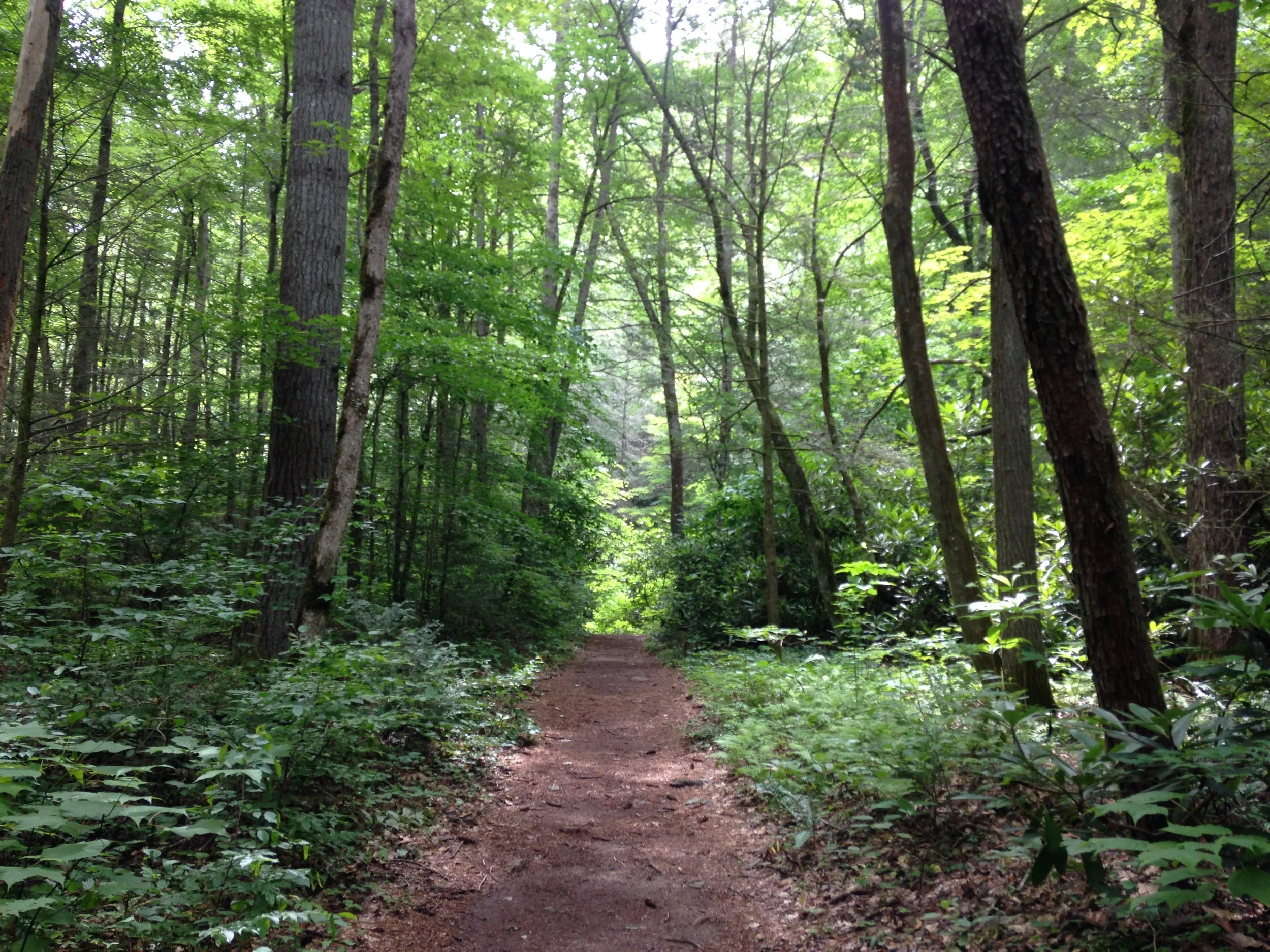 My 2026 Path to Wellness 