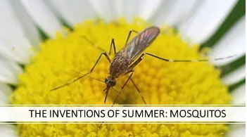 The Invention of Summer - Mosquitos