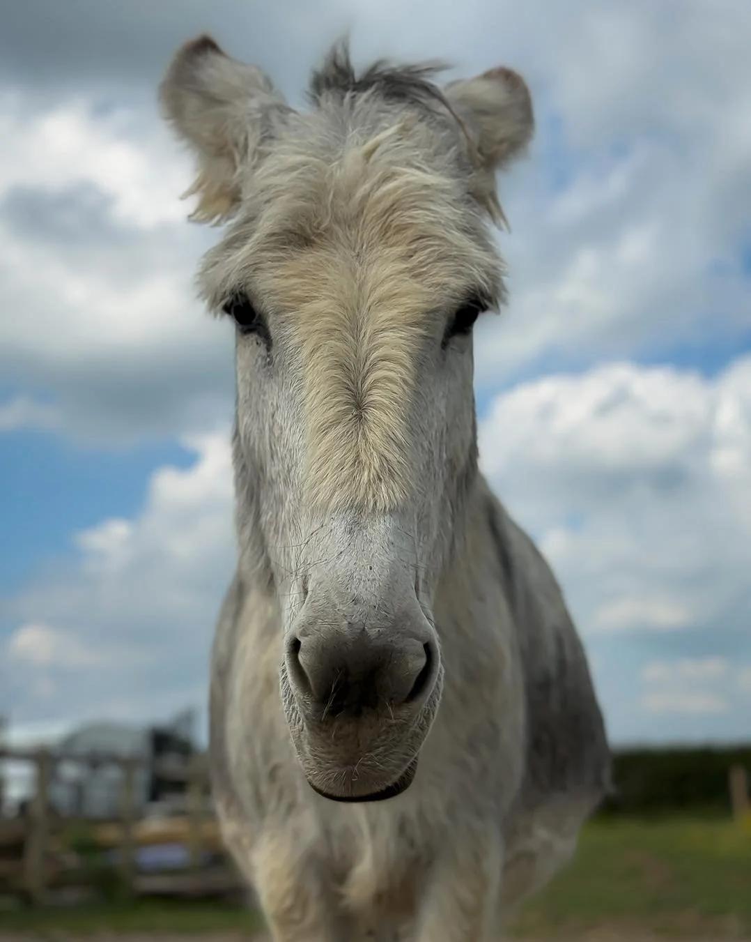 🧐 Did you know?
Donkeys can live well into their 50s!
Our donkeys could outlive us 🤎
Prudence - 15 years old
Teddy - 10 years old
Dotty - 7 years old
Ziggy - 3 years old (born at Fur&amp;Fields farm)
Dolly - 4 months (born at Fur&amp;Fields farm)

