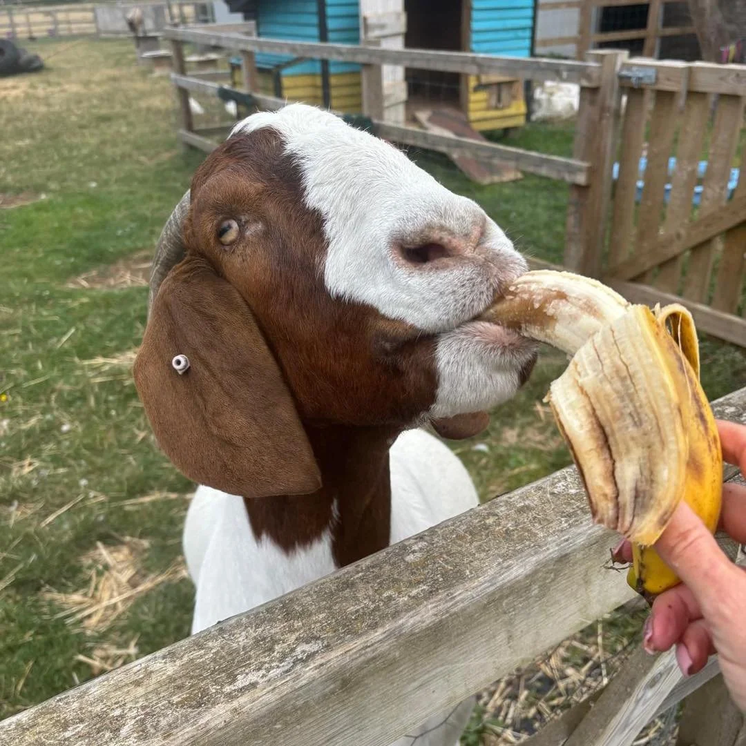 All our Furry &amp; Feathered babies would like to say thank you to the lady that dropped off the bananas 🍌 they were thoroughly enjoyed 💛

#goats #goat #goatlife #turkey #backyardchickens