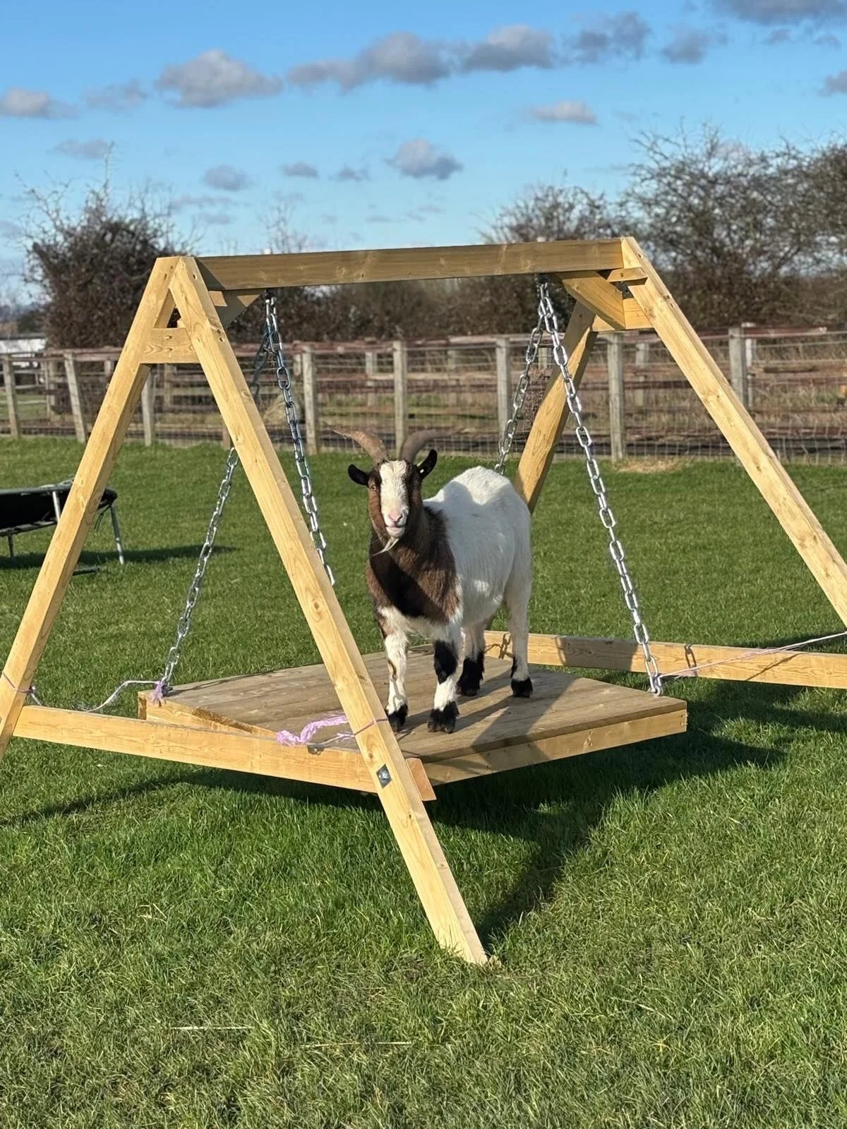 Lovely bits of sunshine in between the rain today! The animals are dealing with it better than we are&hellip;☔️☀️#winter #farmlife #rescuepony #gypsycob #boergoat