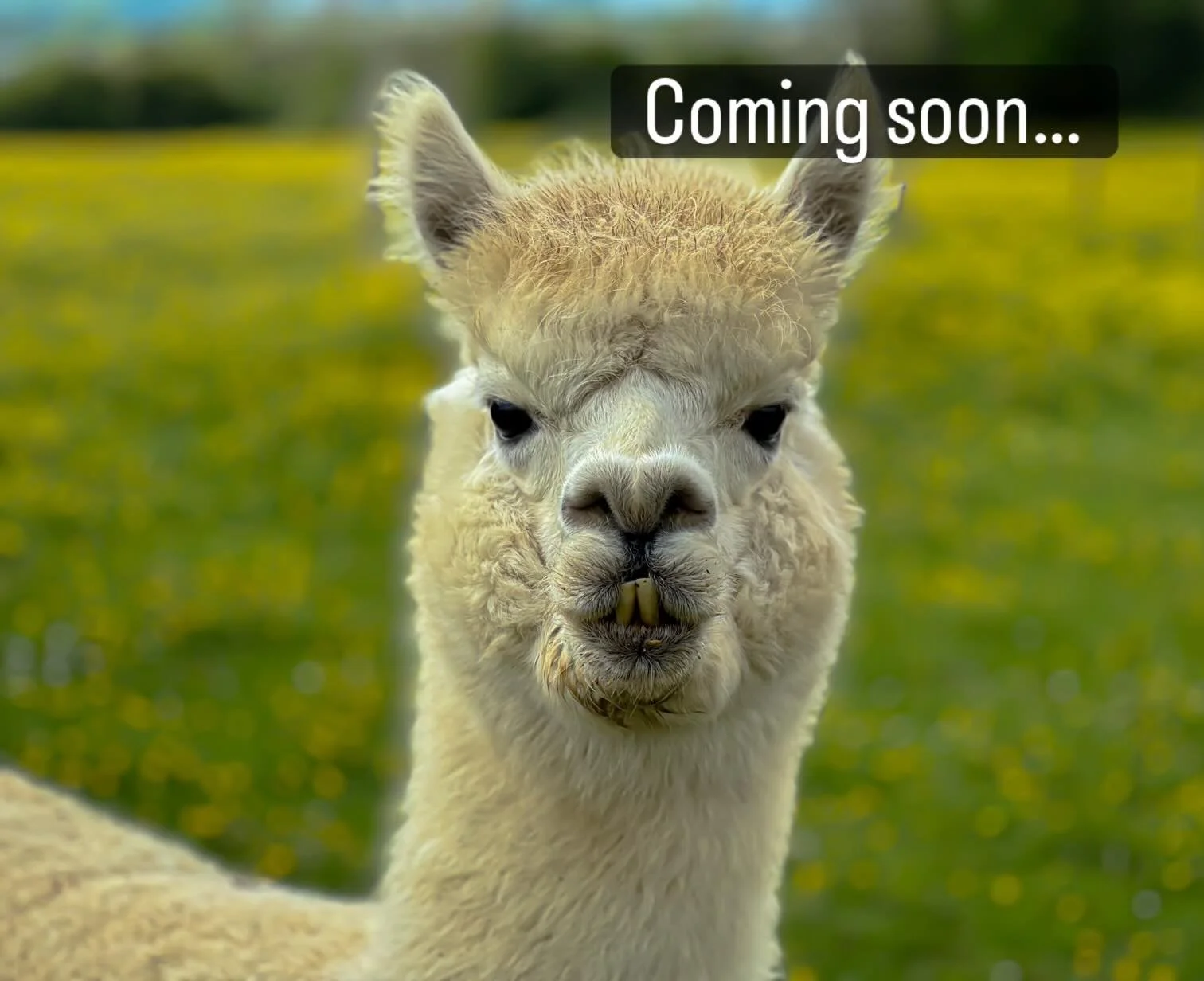 🦙✨ Something exciting is coming to Fur &amp; Fields&hellip;

We&rsquo;re putting the finishing touches on a brand new experience that will allow you to slow down, reconnect with nature and spend time alongside our rescued alpacas and other animal re