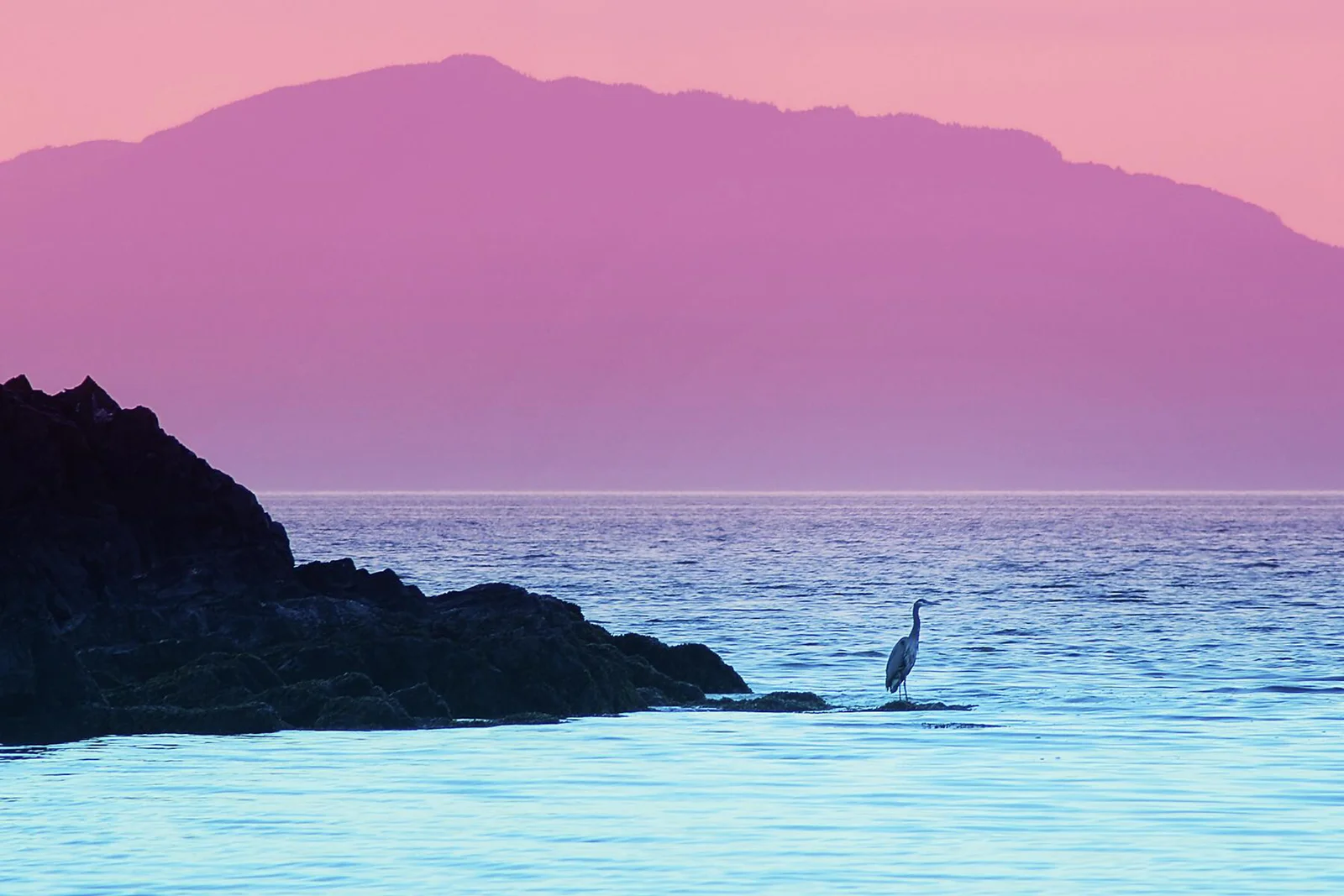 NANCY_SHIELDS_HERONSUNSET_NANAIMO.jpg