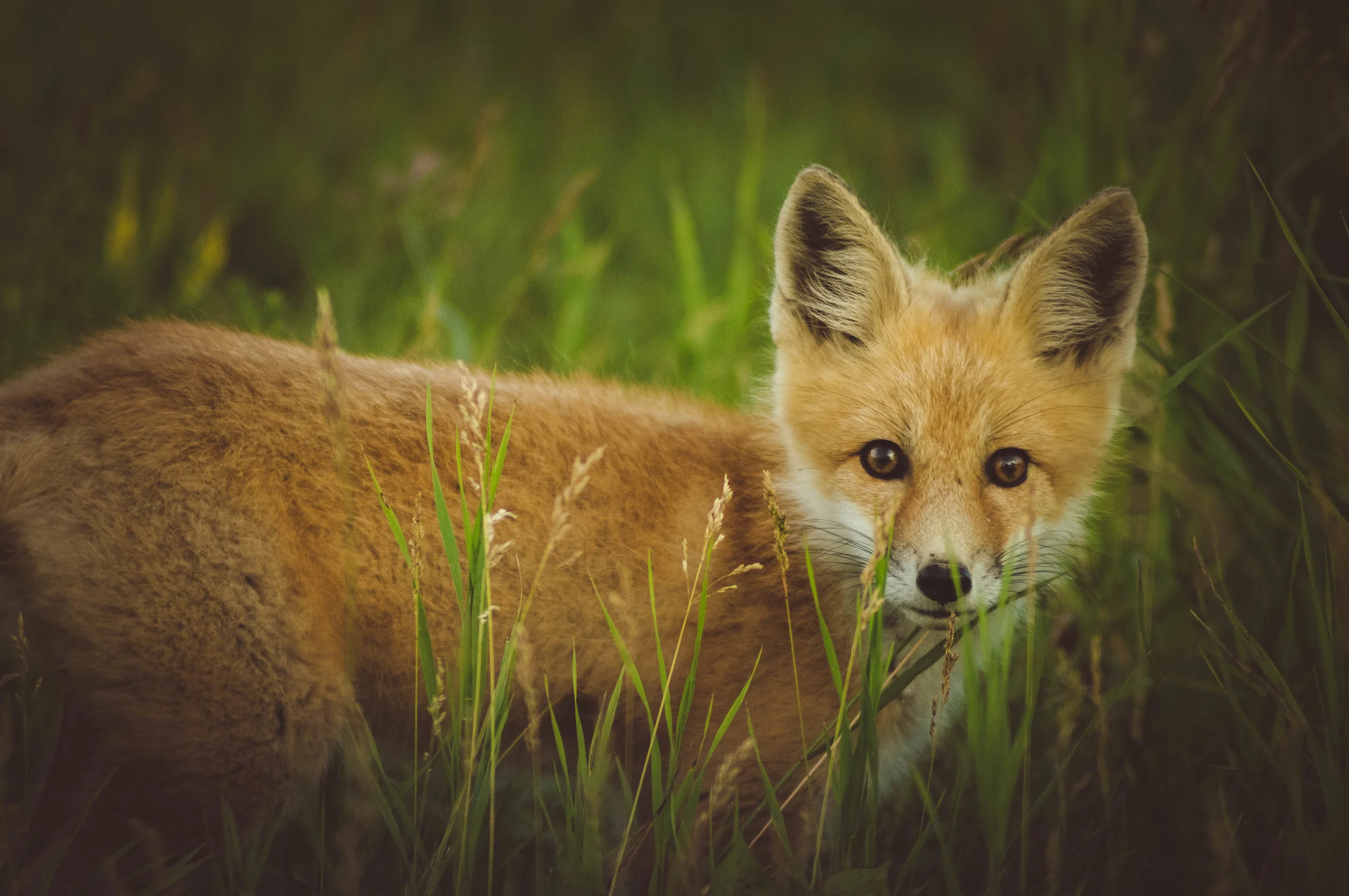 _Fox-2.jpg