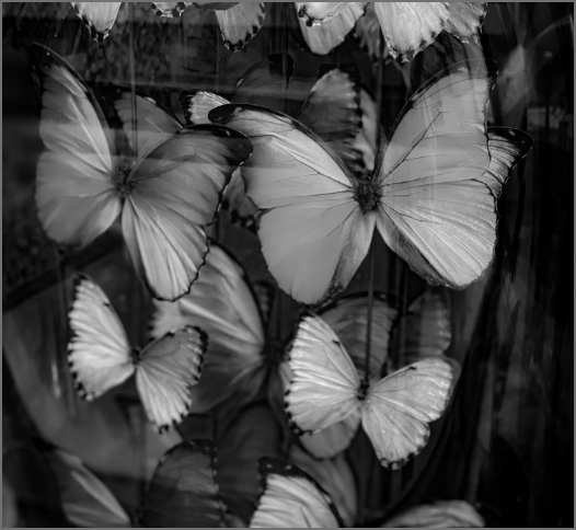 butterflies_ghi@2x.png