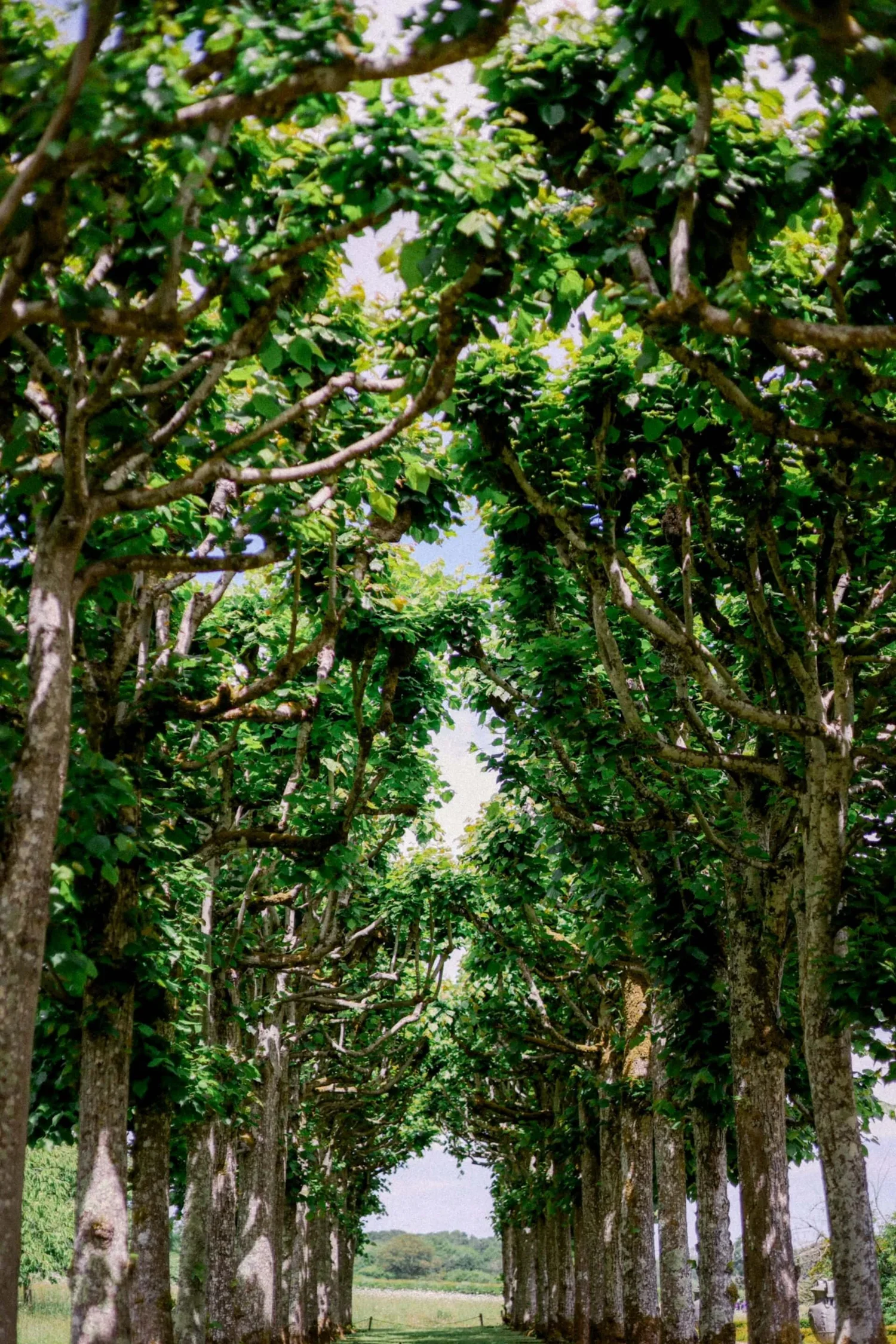 line of trees