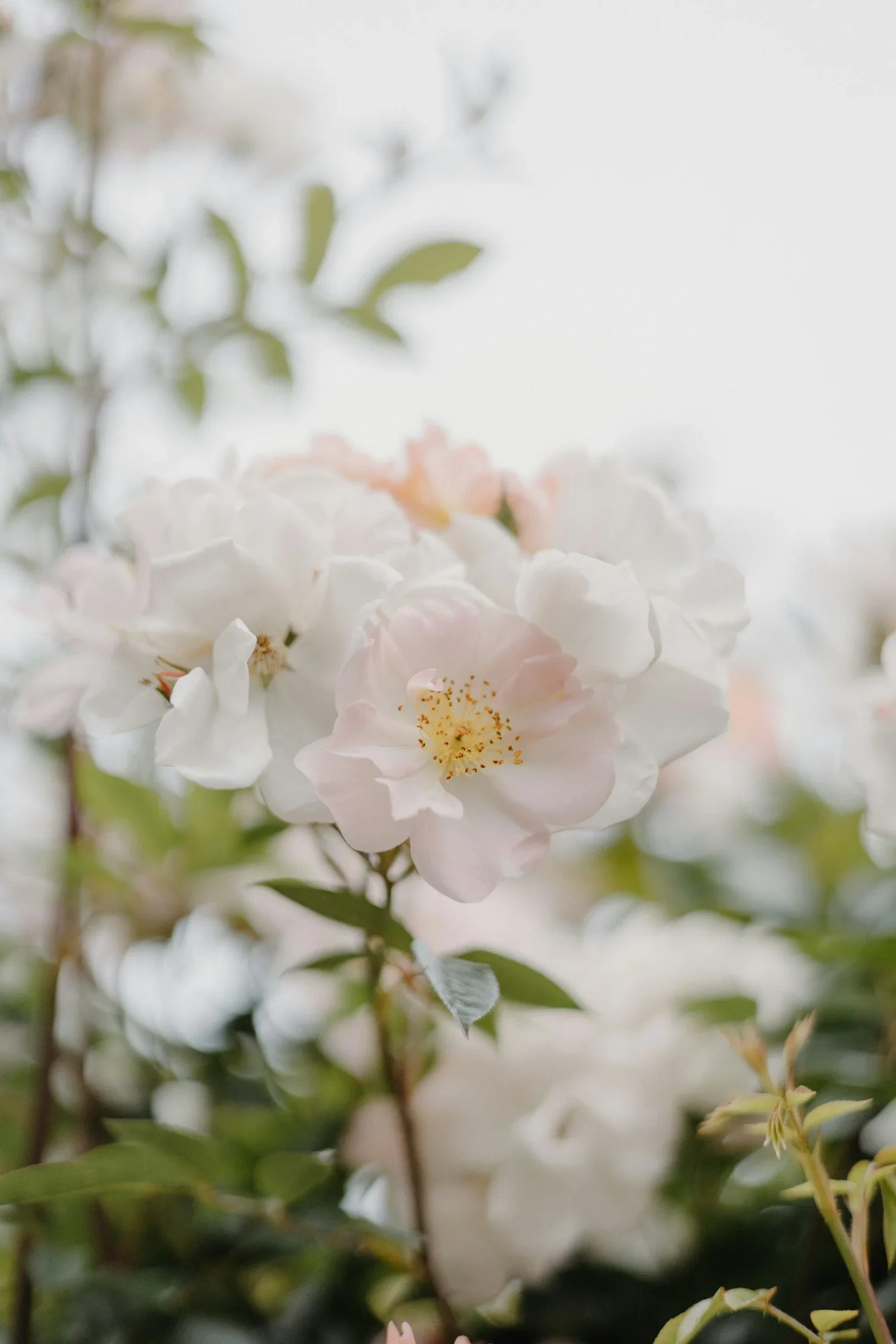 White flowers and branches
