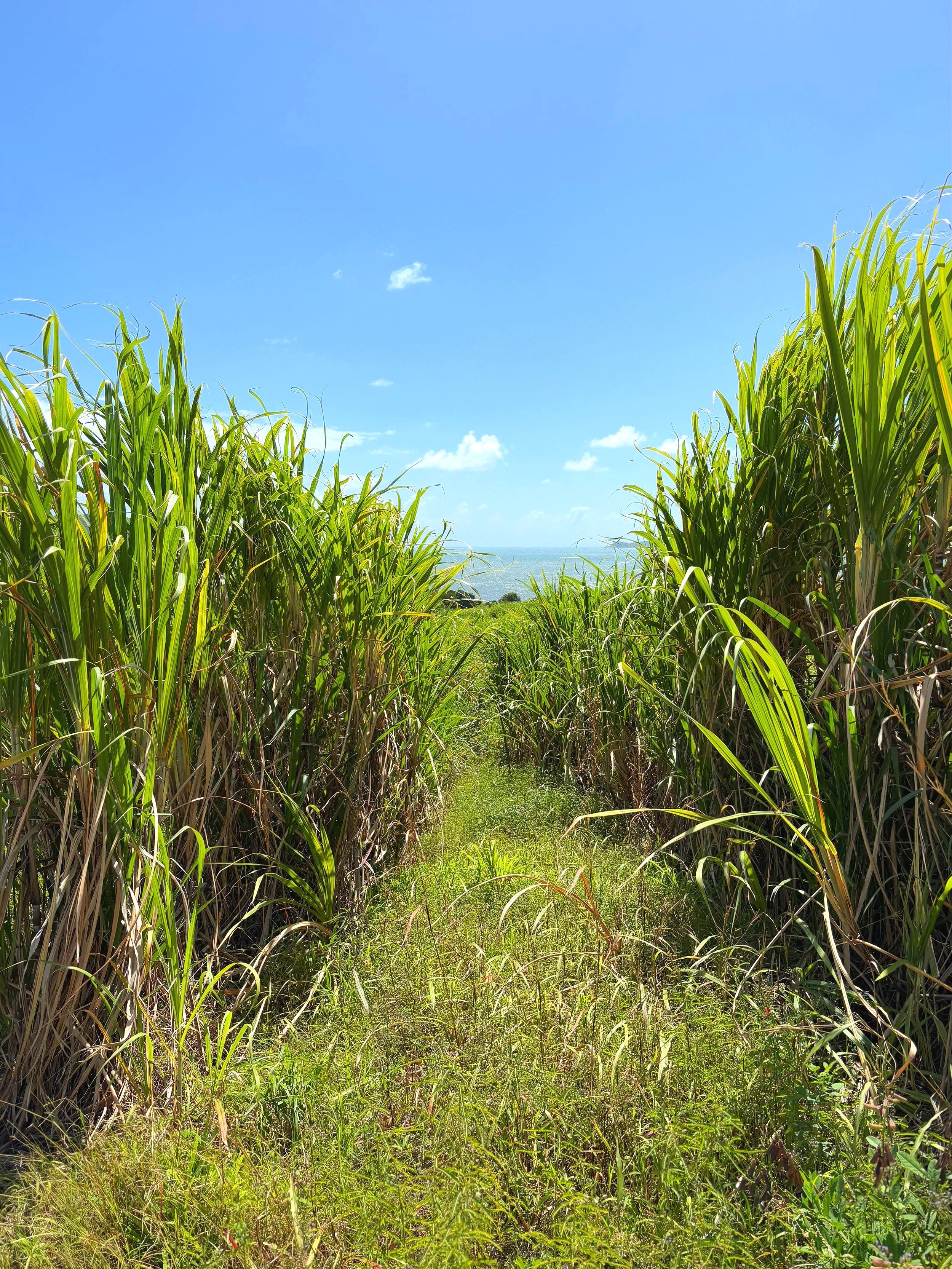 Pathway through tall green sugarcane plants under a clear blue sky.