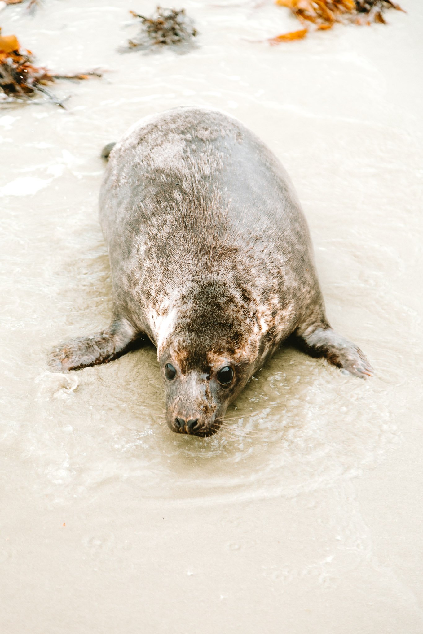 seals-46.jpg