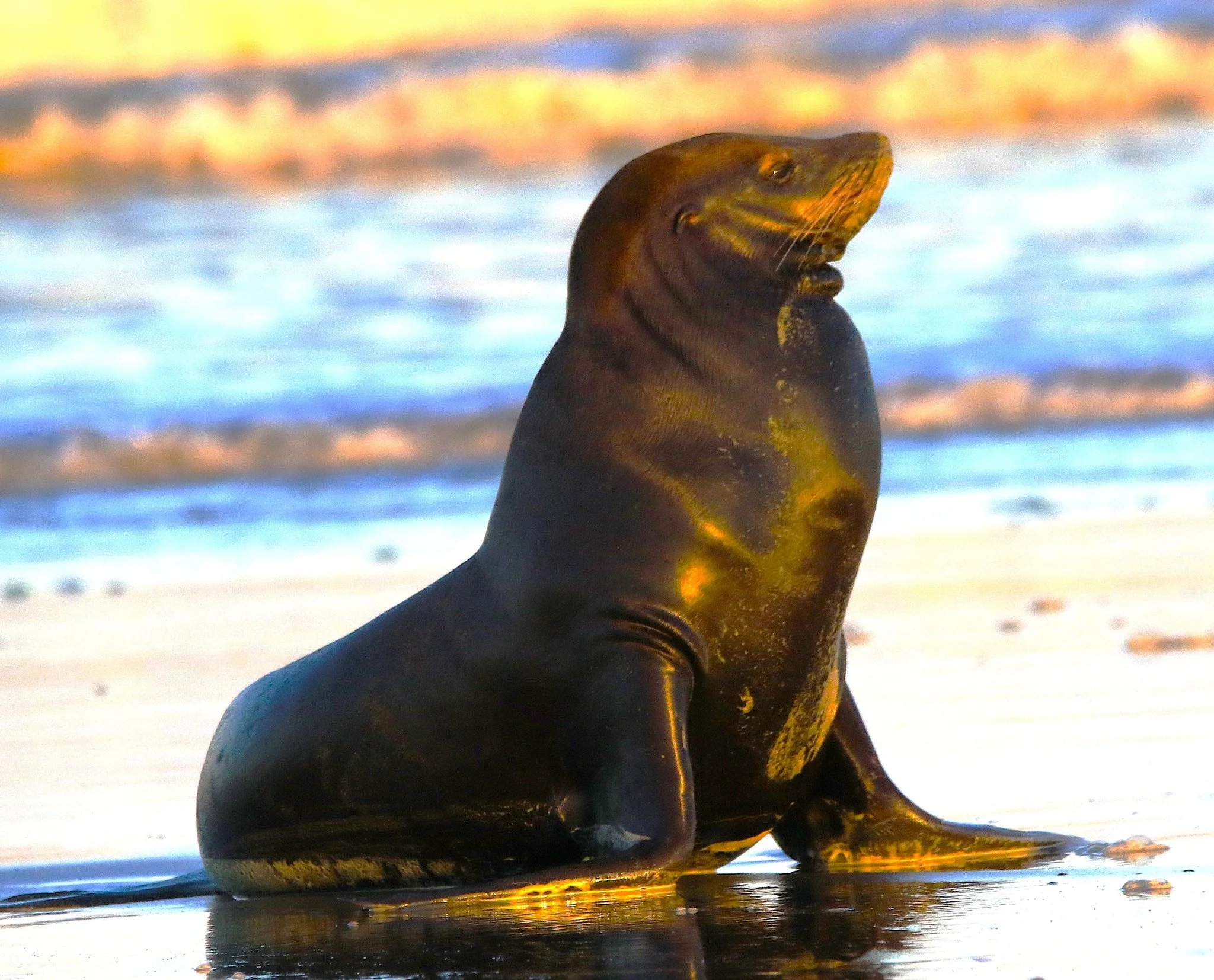 🐾 Spotted: A Seaside VIP! 🦭
Say hello to one of our most adorable visitors — a seal soaking up the serenity of Ocean Shores! Whether they're lounging on the sand or popping up to say hi, these coastal cuties remind us why our beaches are so
