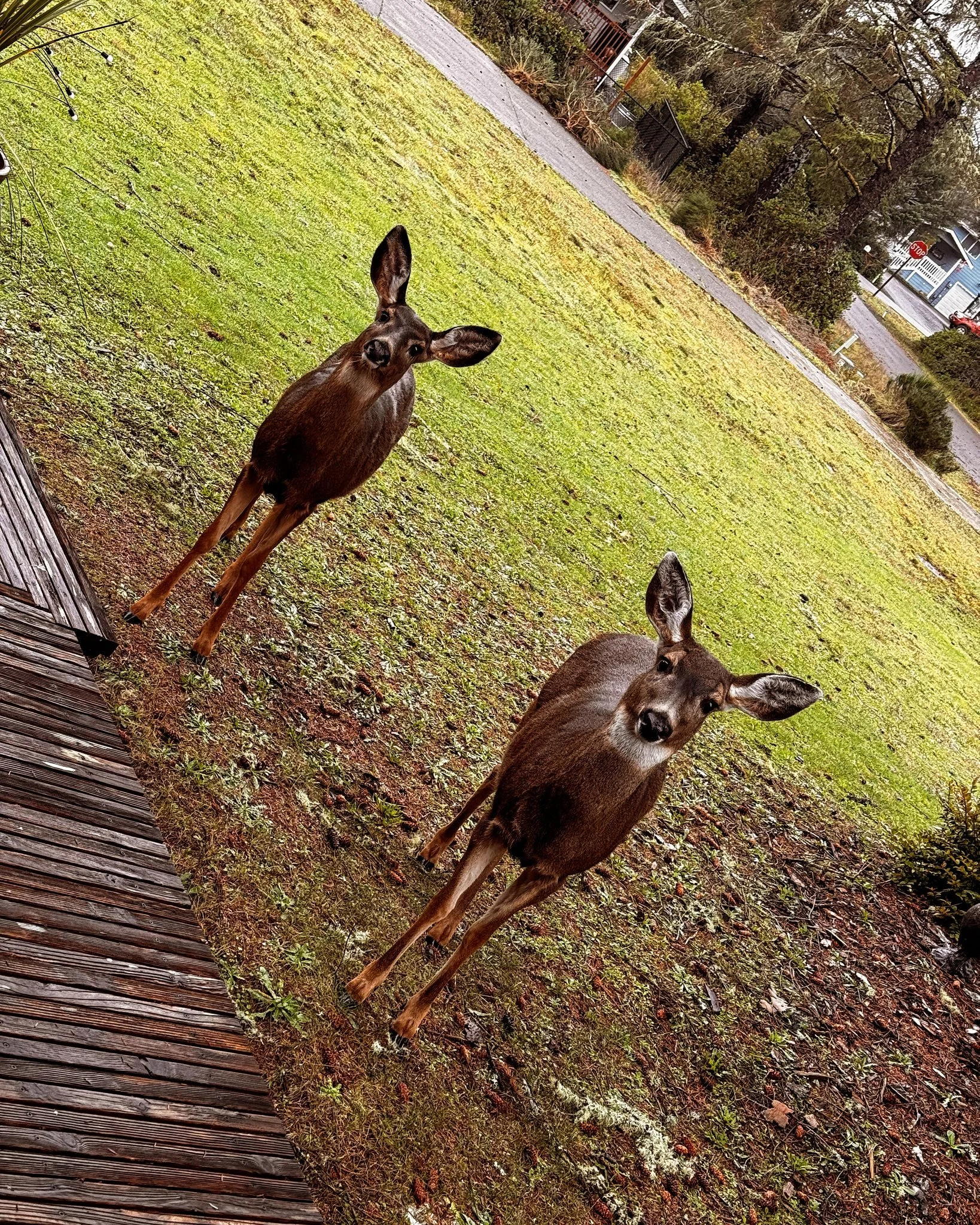 May we help you?

#Deer #OceanShoresWA #GraysHarbor #Washington #PNW #CoastalLiving #LocalWildlife