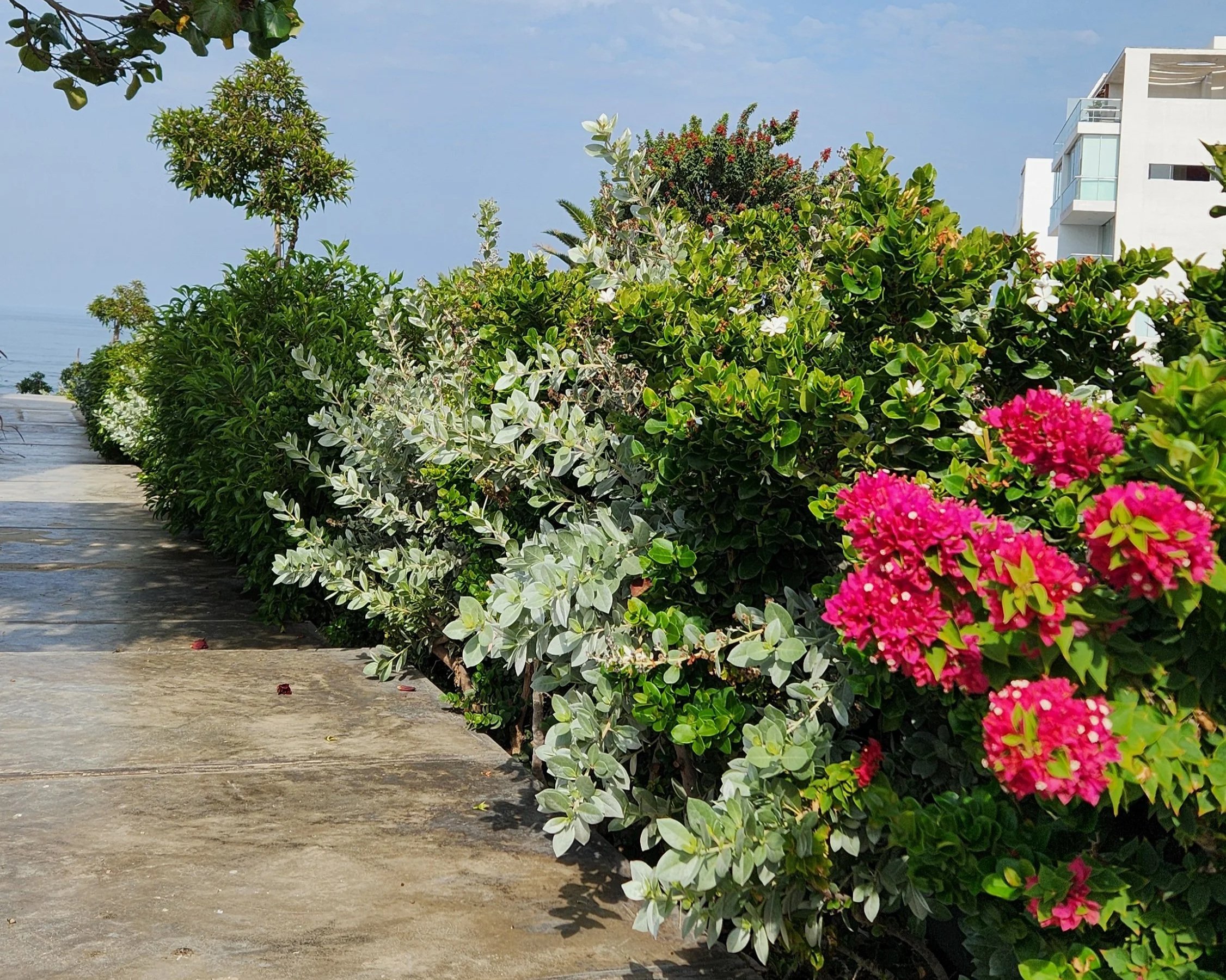 lógica costera:  cómo diseñar jardines para el litoral peruano