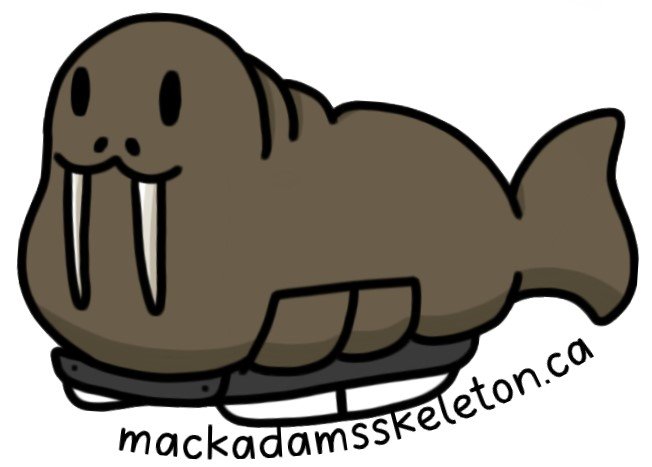 walrus.jpeg