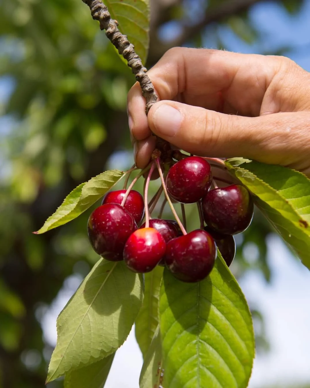 Cherry picking in Vall Gallinera - Top Places in Costa Blanca Blog.JPG