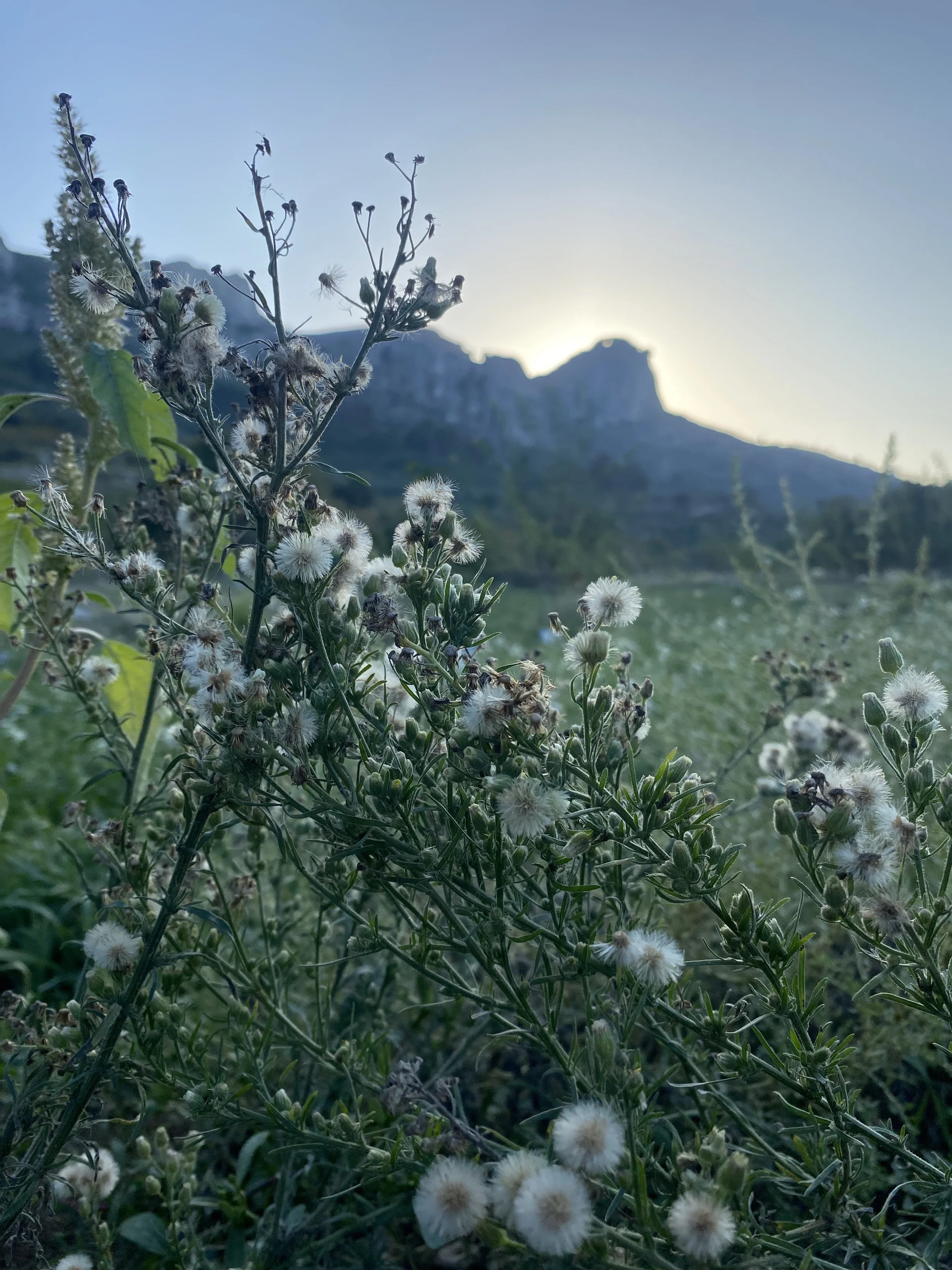 Flores_La Carroja Vall Gallinera - Top Places in Costa Blanca Blog.jpeg