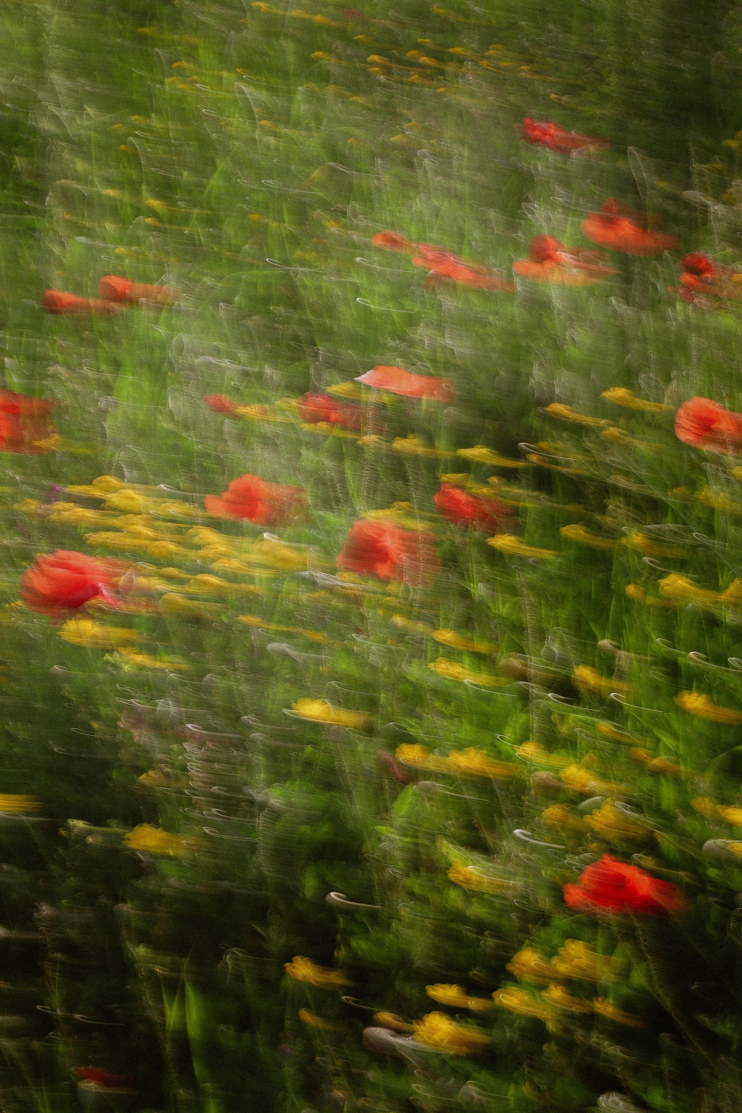 Blurred image of a garden with red and yellow flowers and green foliage.