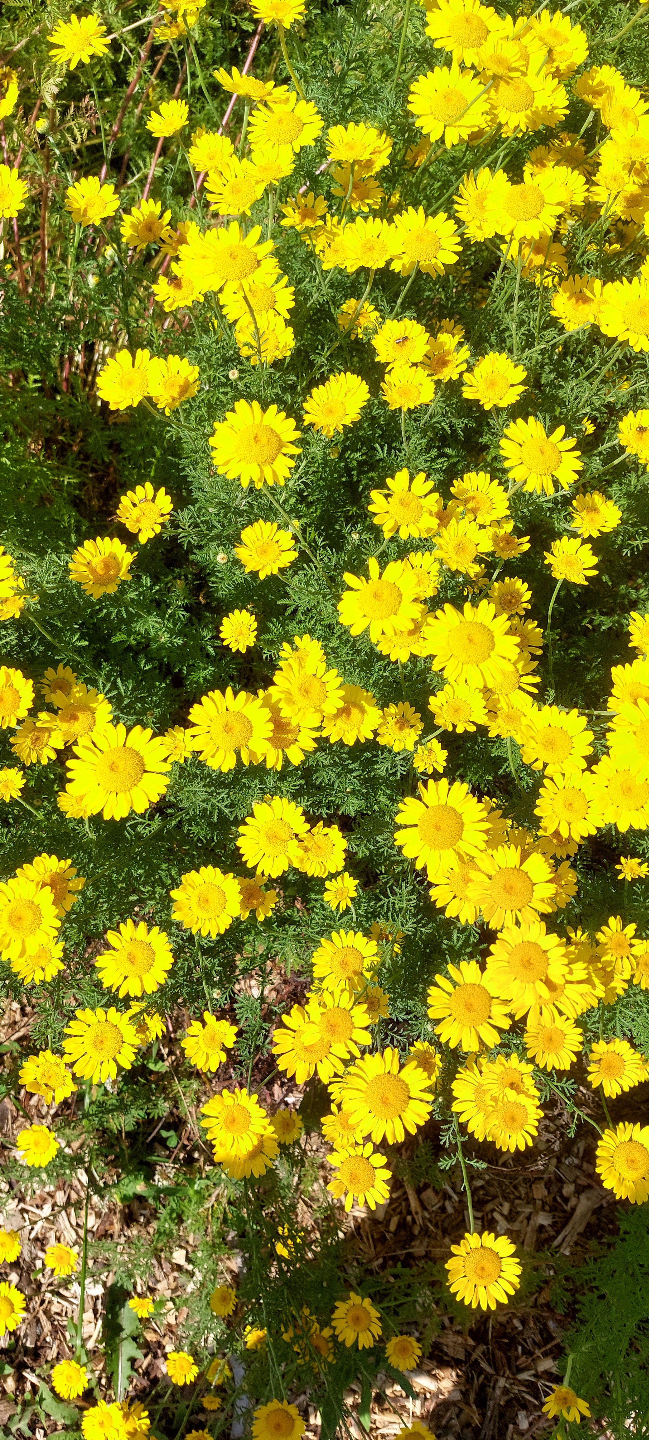 Camomille des teinturiers