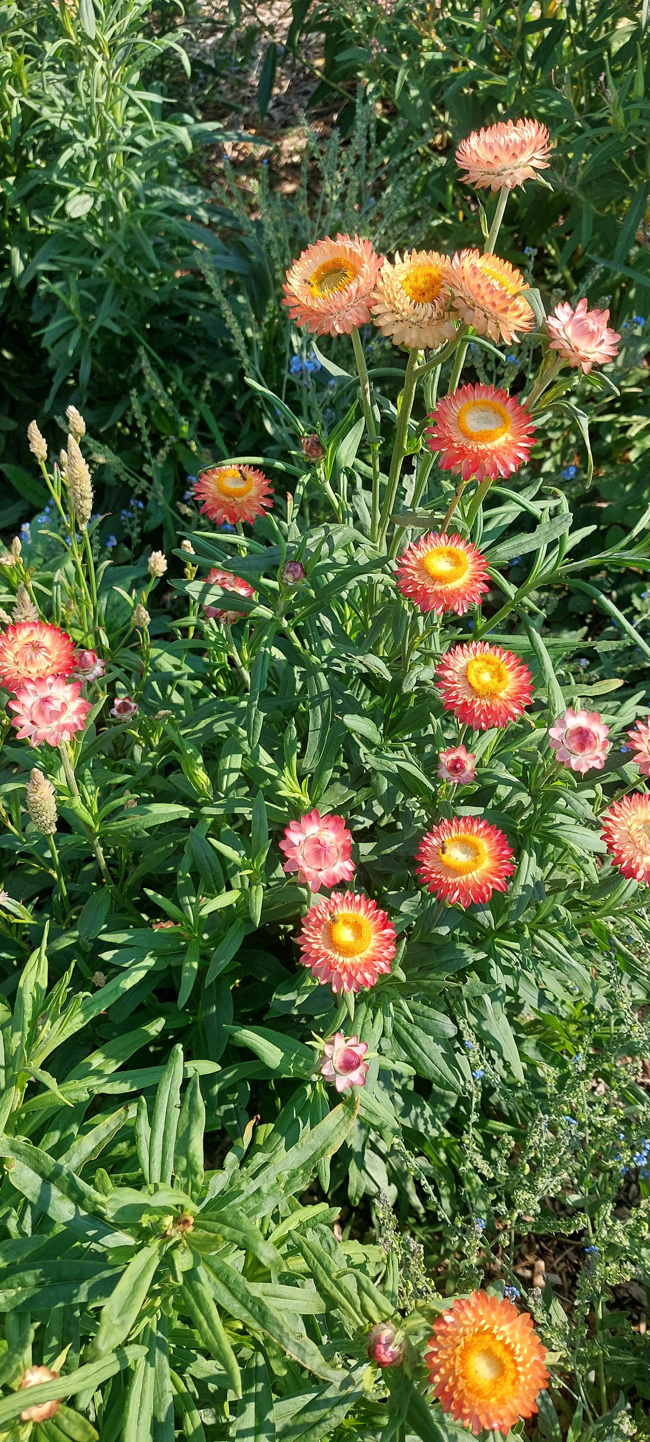 Immortelle à bractées (Mélange abricot)