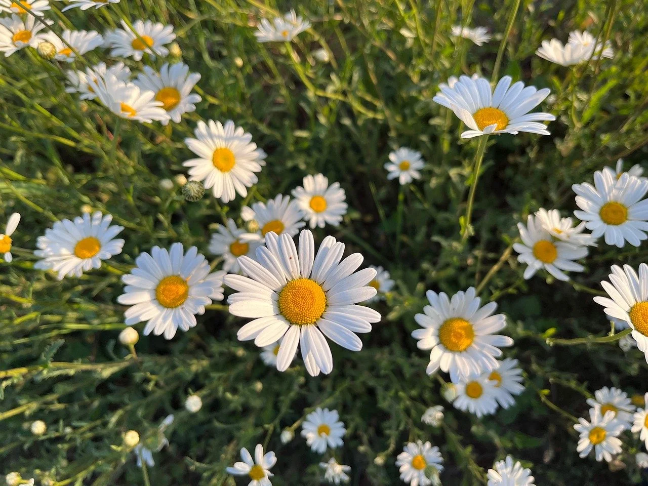 Marguerite commune