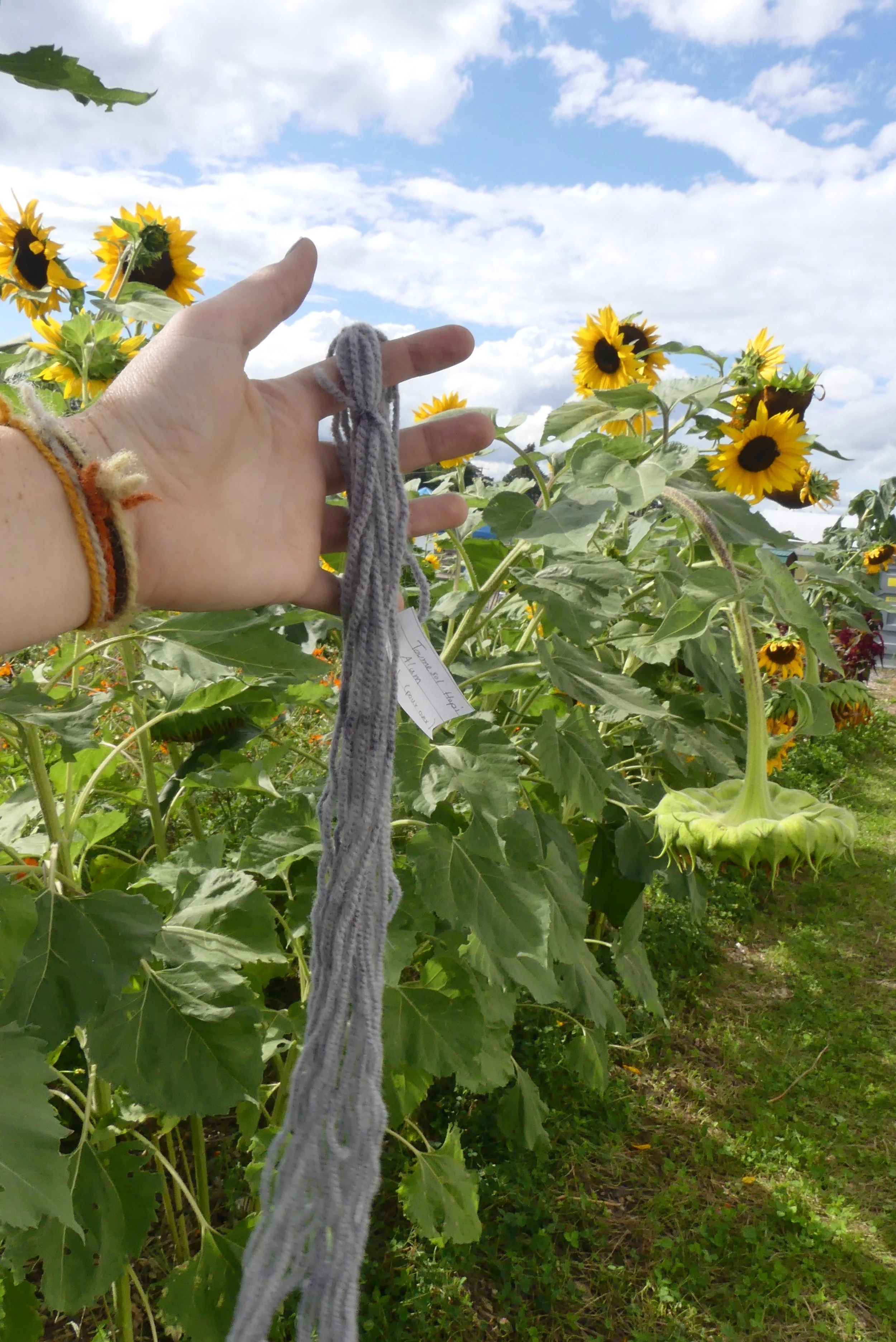 Tournesol Hopi Black Dye