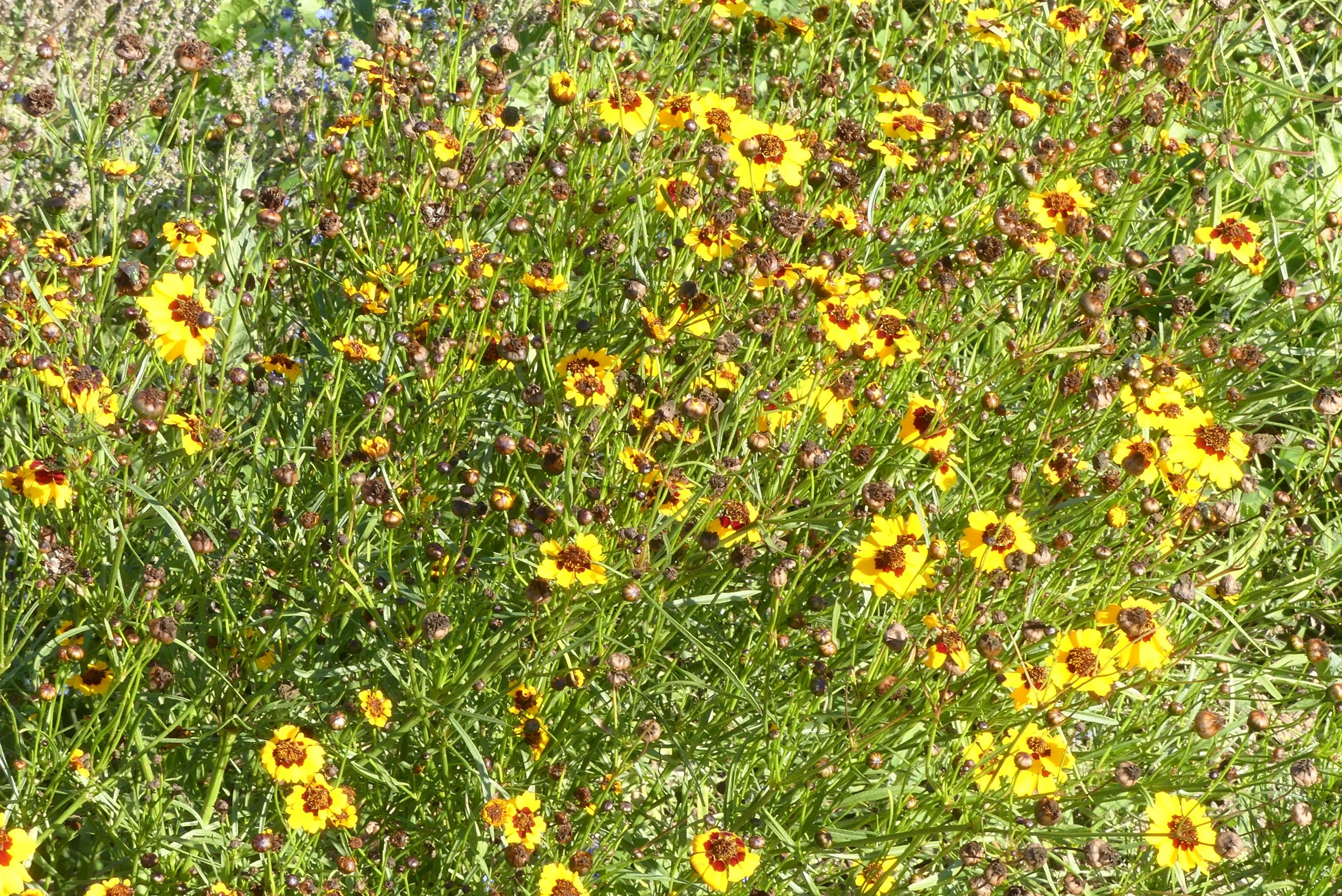 Coréopsis des teinturiers