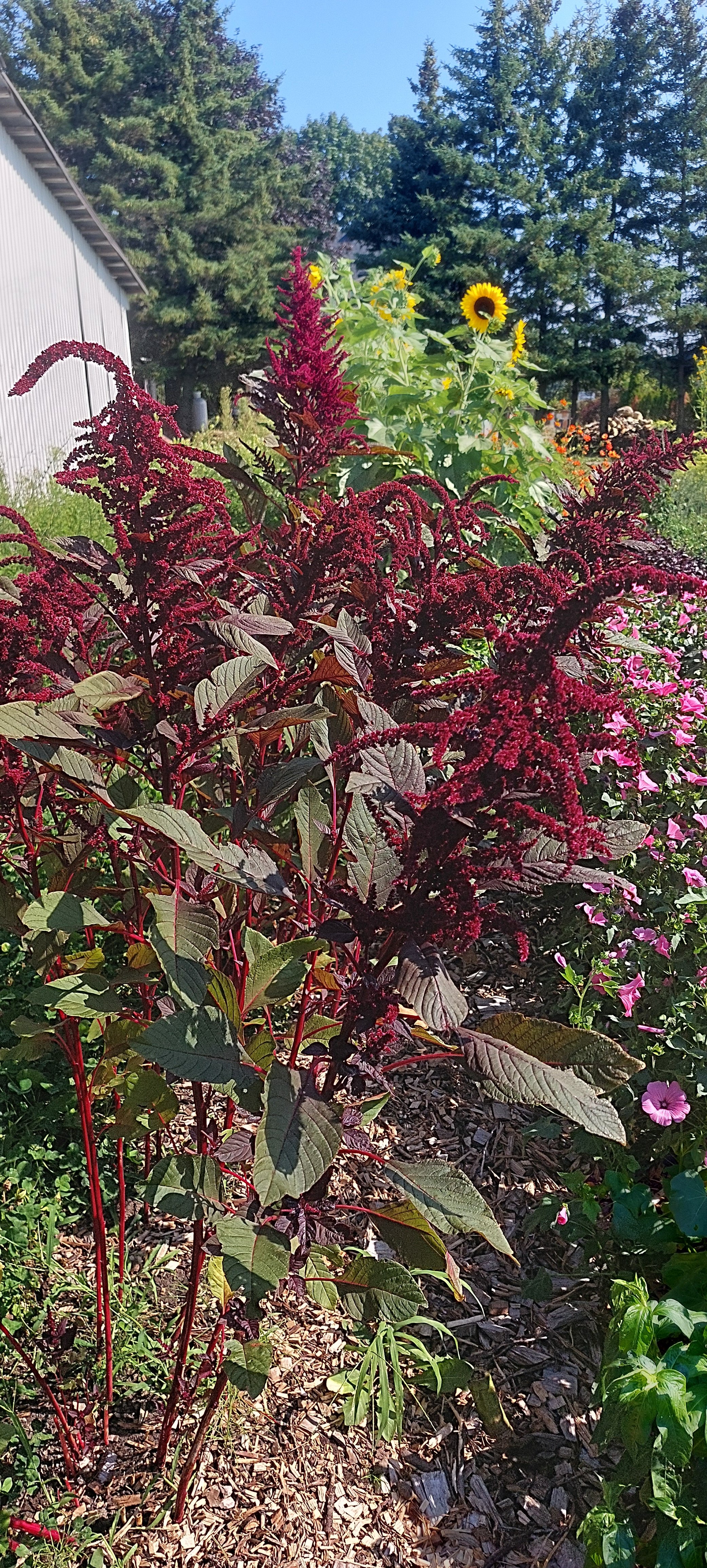 Amaranthe Hopi Red Dye