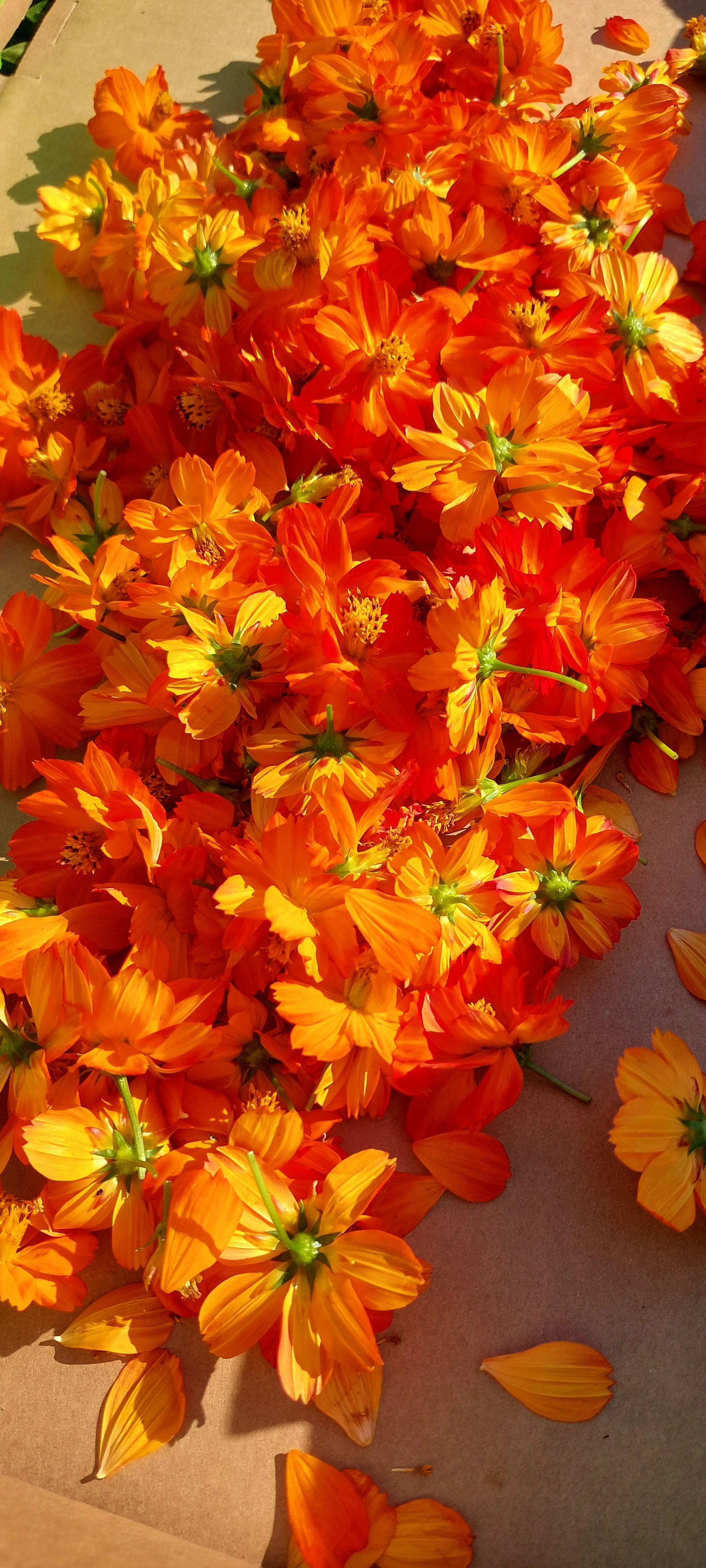 Cosmos sulfureux Tango