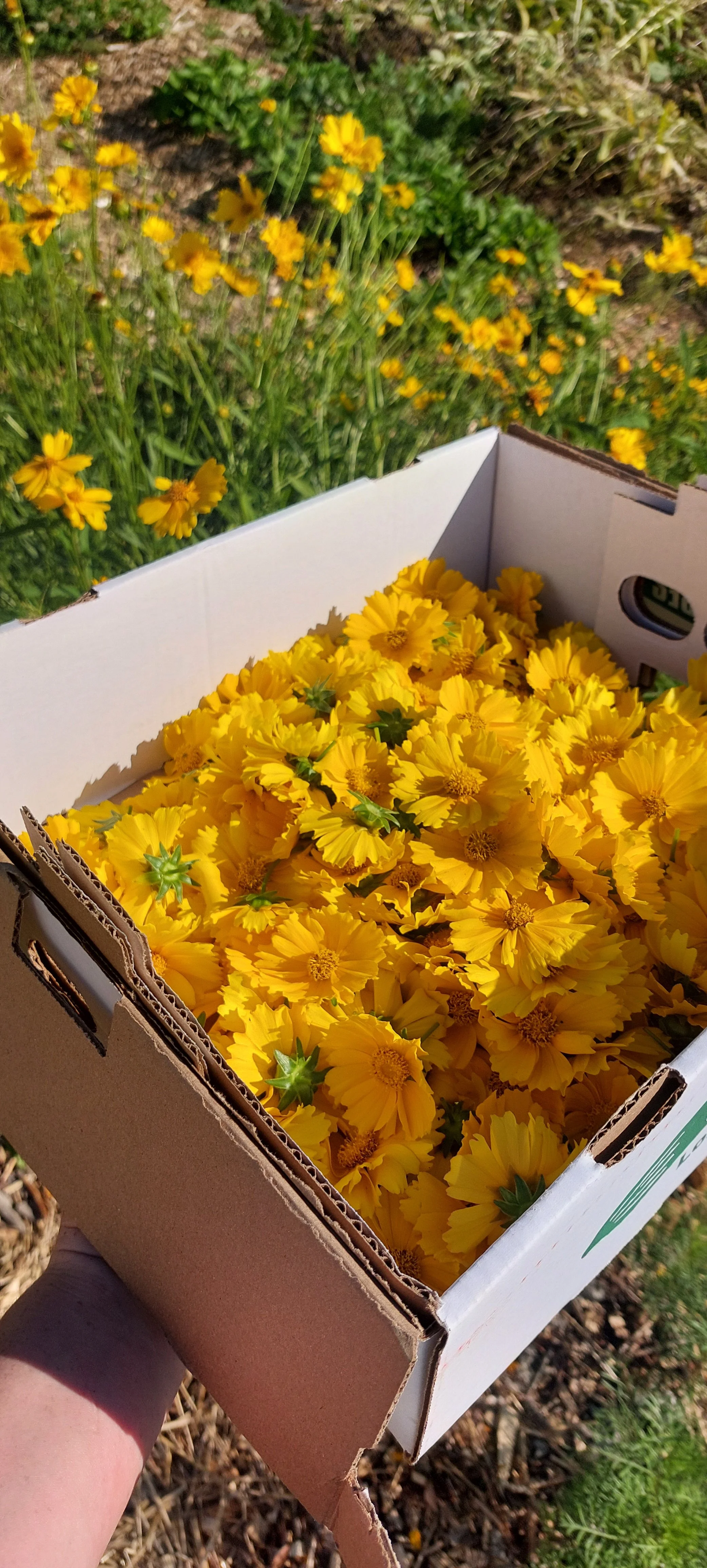 Coréopsis lancéolé