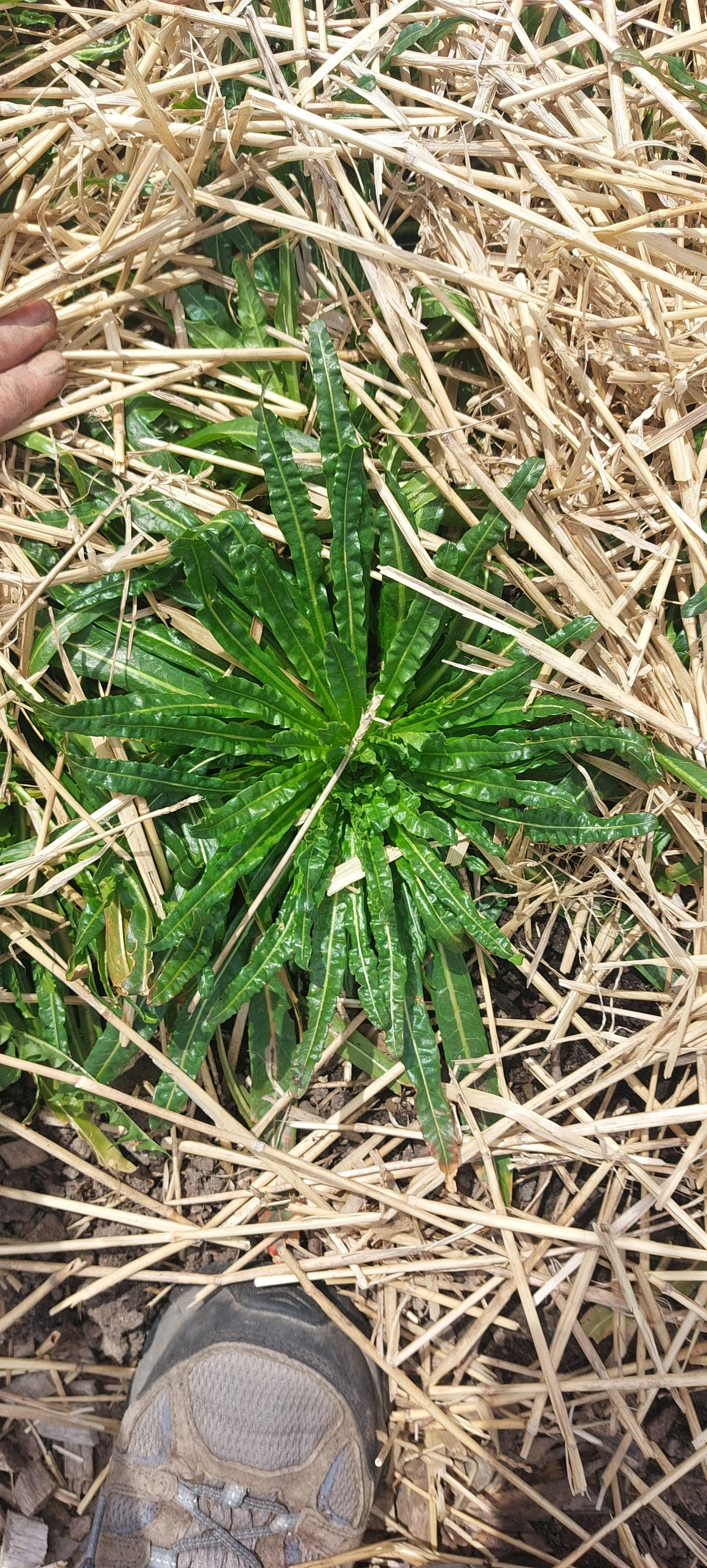 Réseda des teinturiers