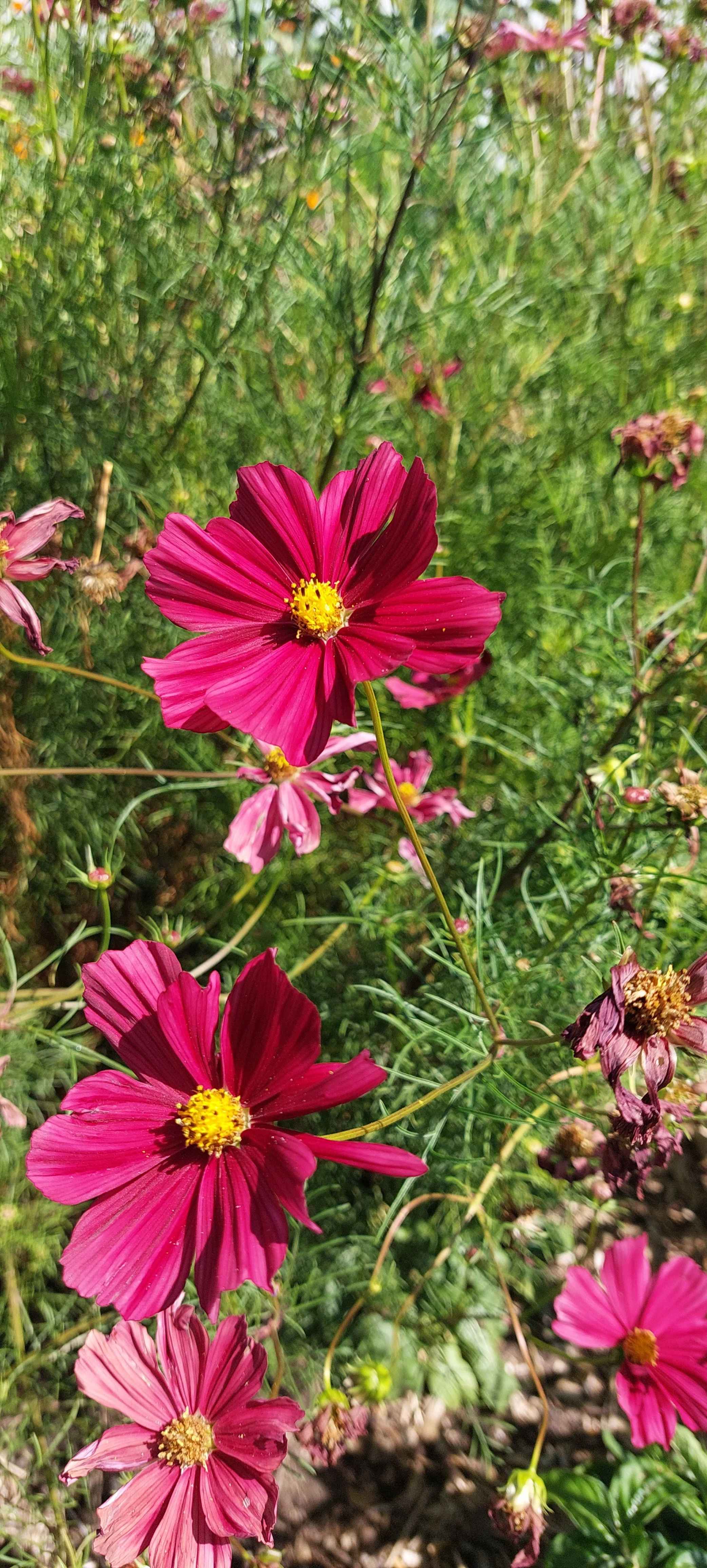 Cosmos Rubenza