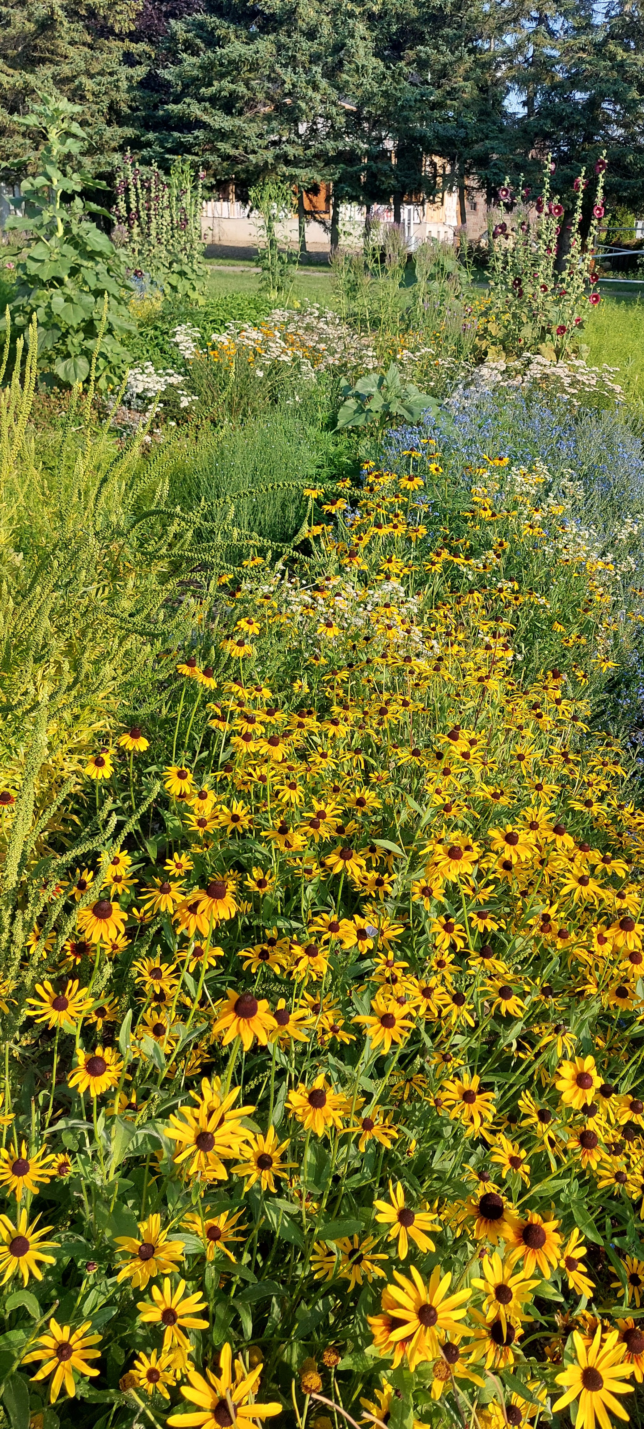 Rudbeckie hérissée