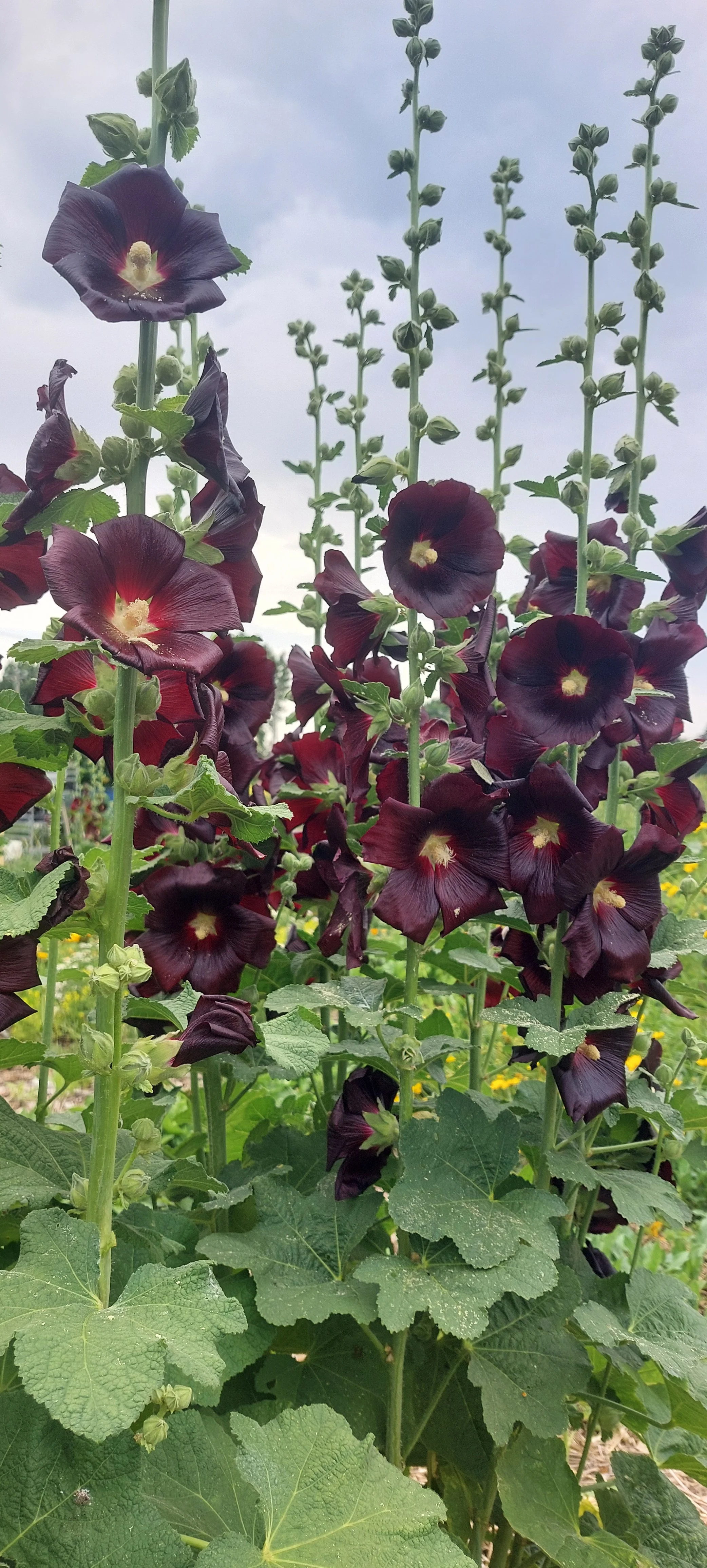 Rose trémière noire