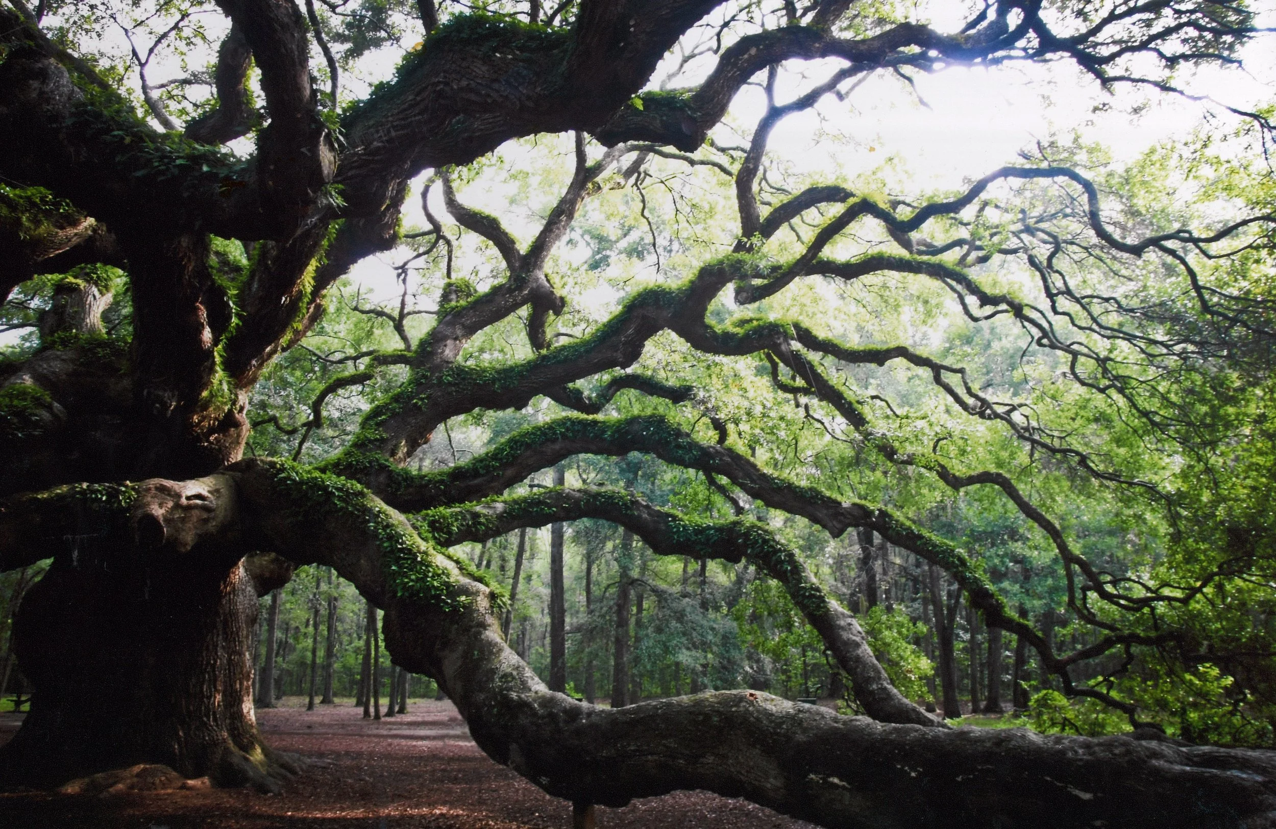 angeloak.jpg