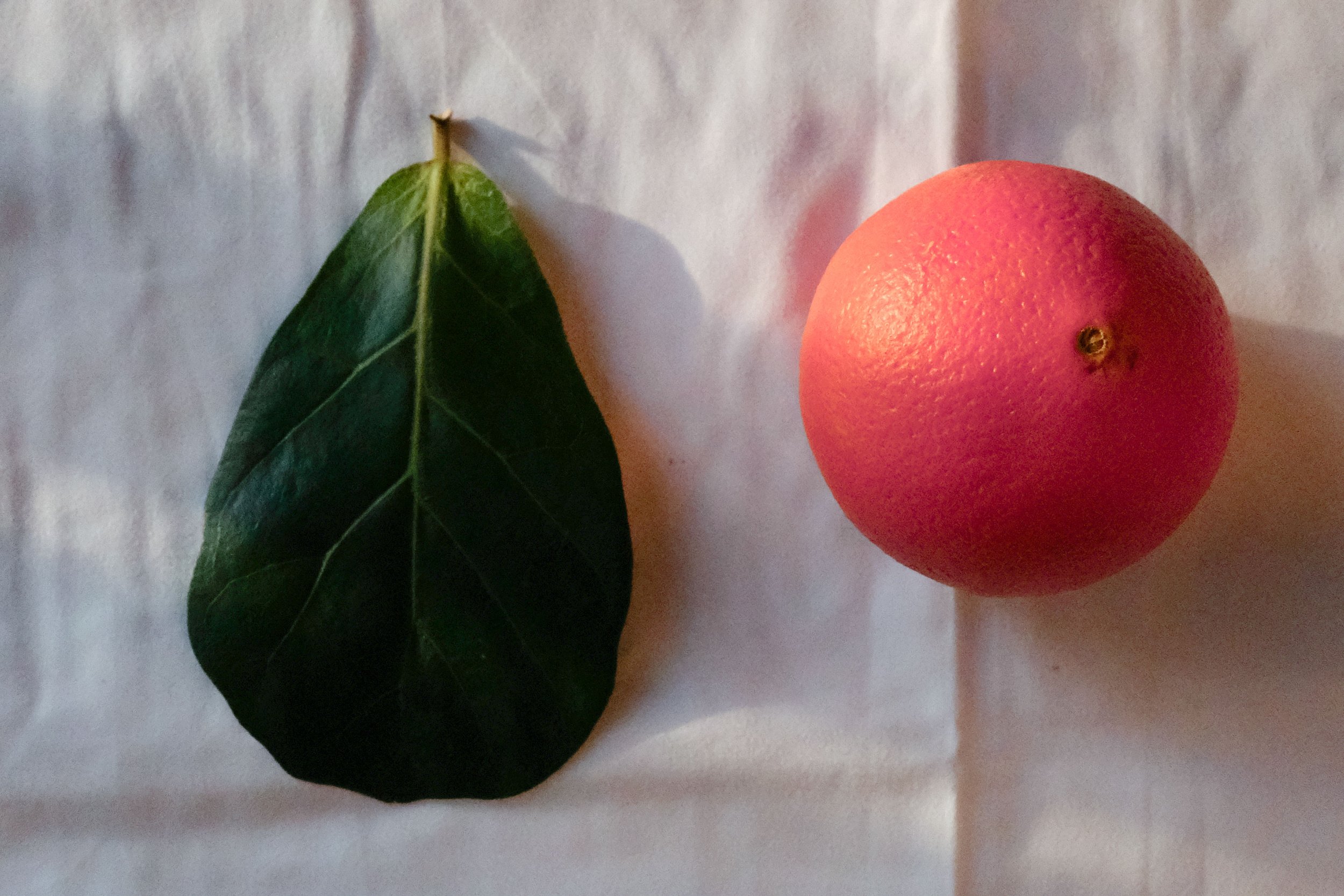 orangeandleaf.jpg