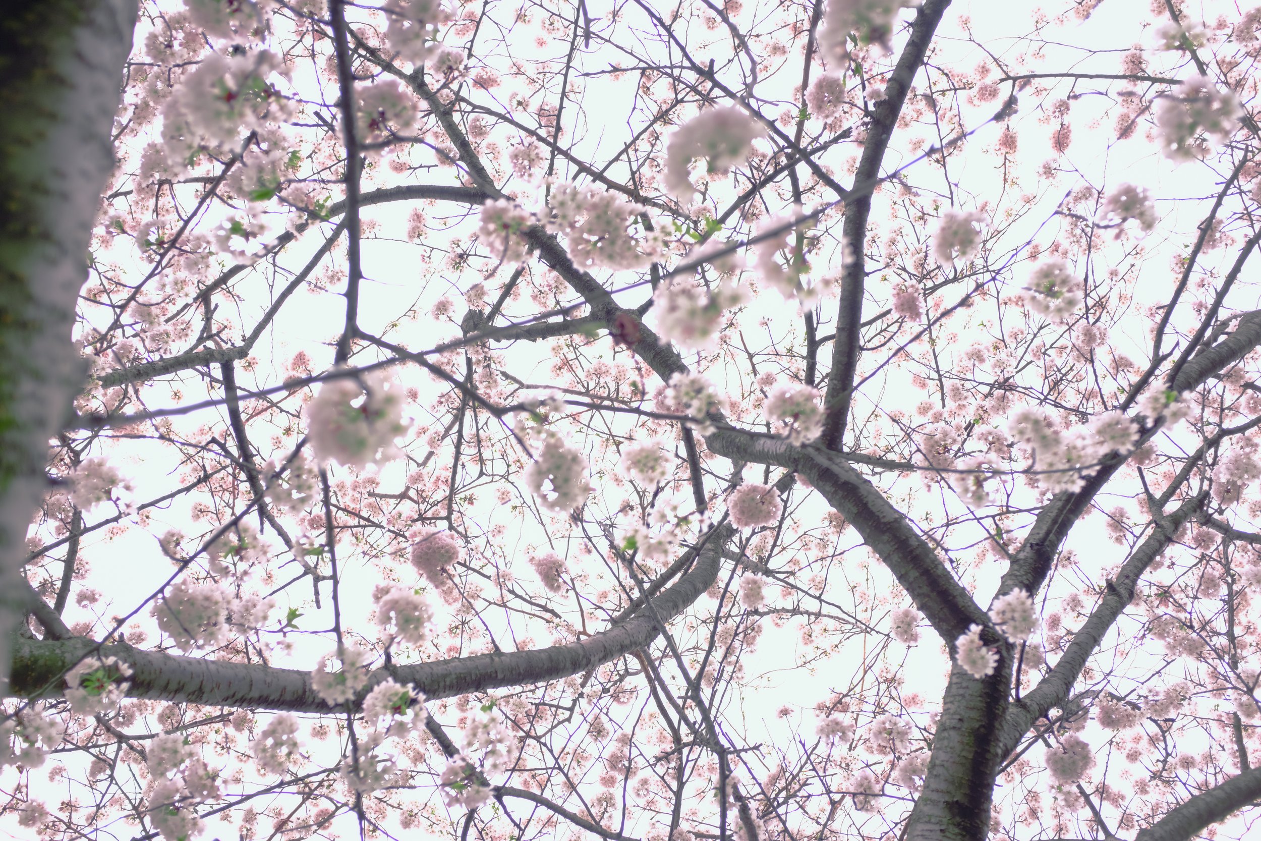 DSCF8756.JPG
